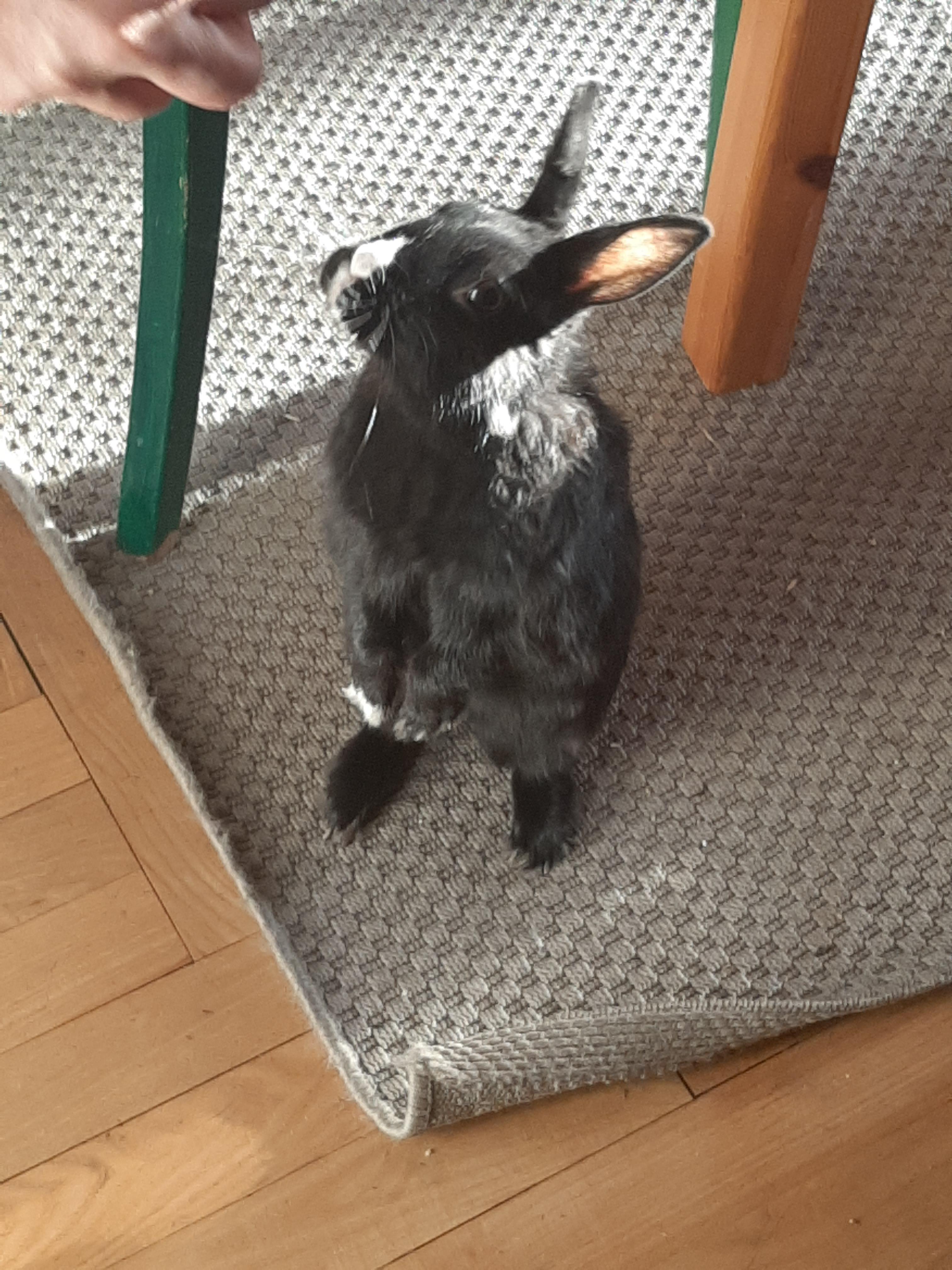 My 10 year old rabbit Rose) r/Rabbits