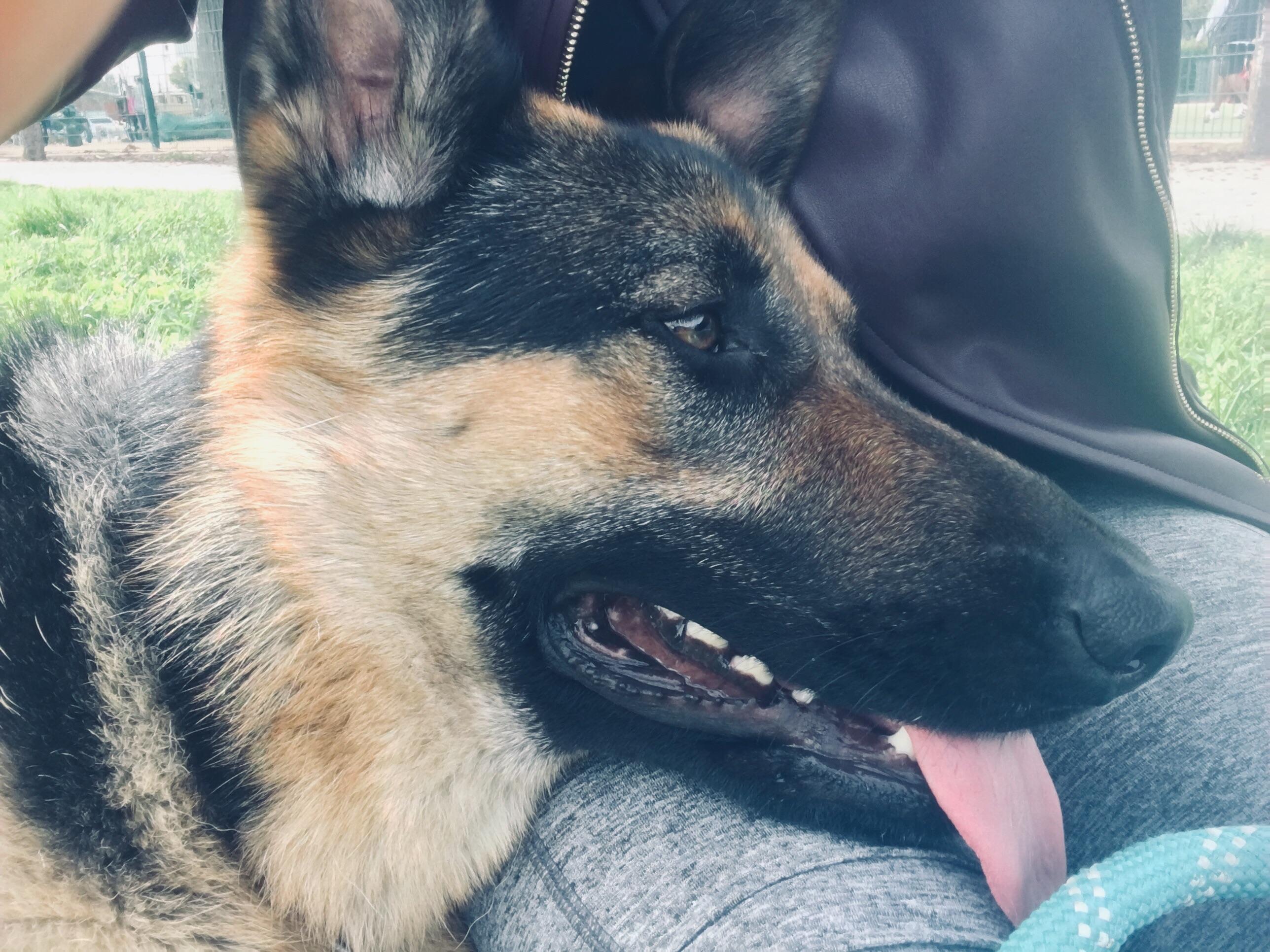 So Proud of This Stud non aggressive but protective, plays well with