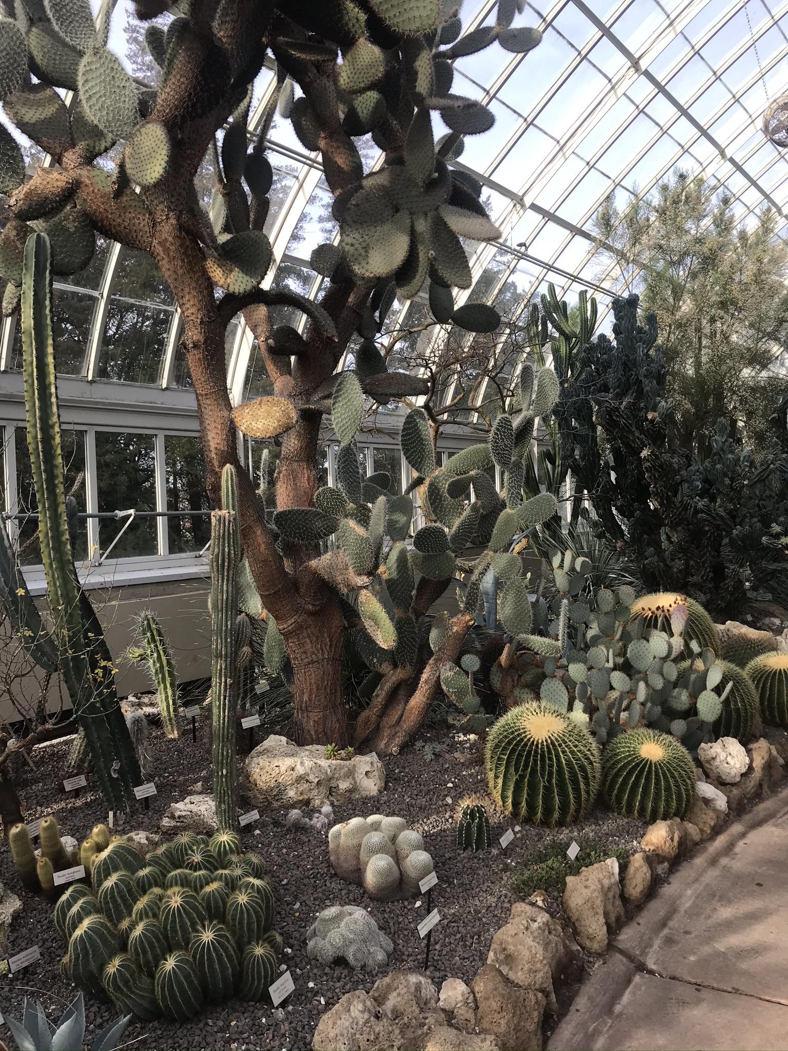 NY Botanical Gardens r/cactus
