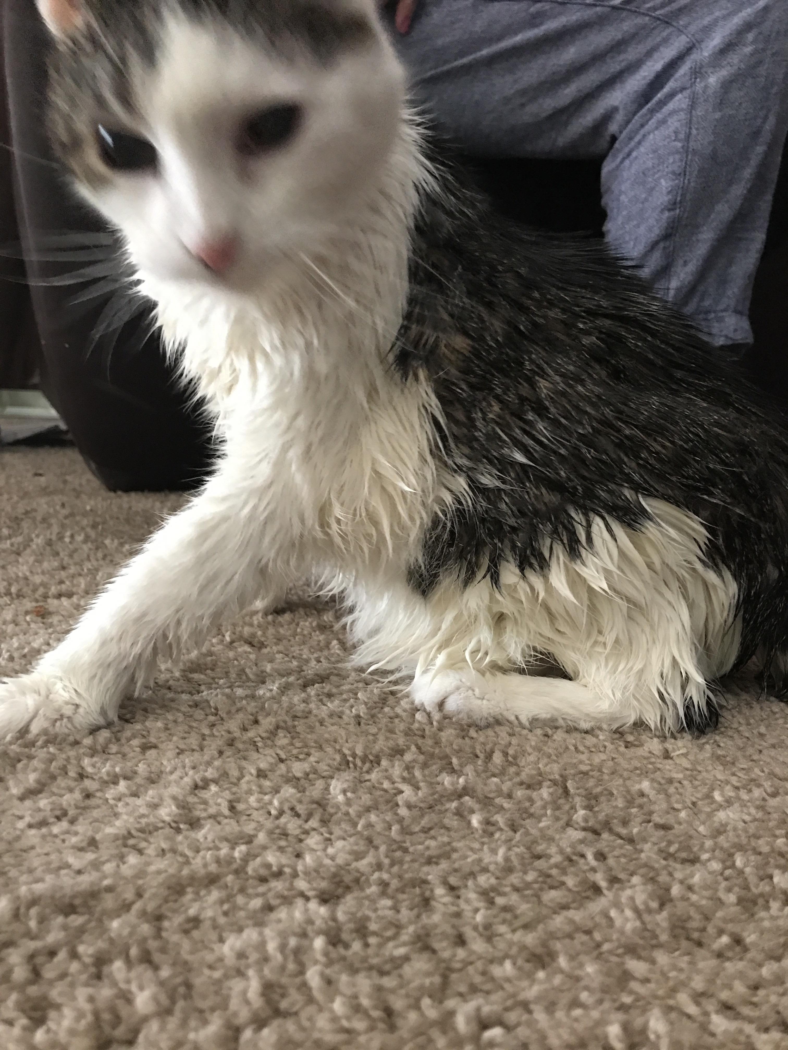 My cat hates me after her bath r/aww