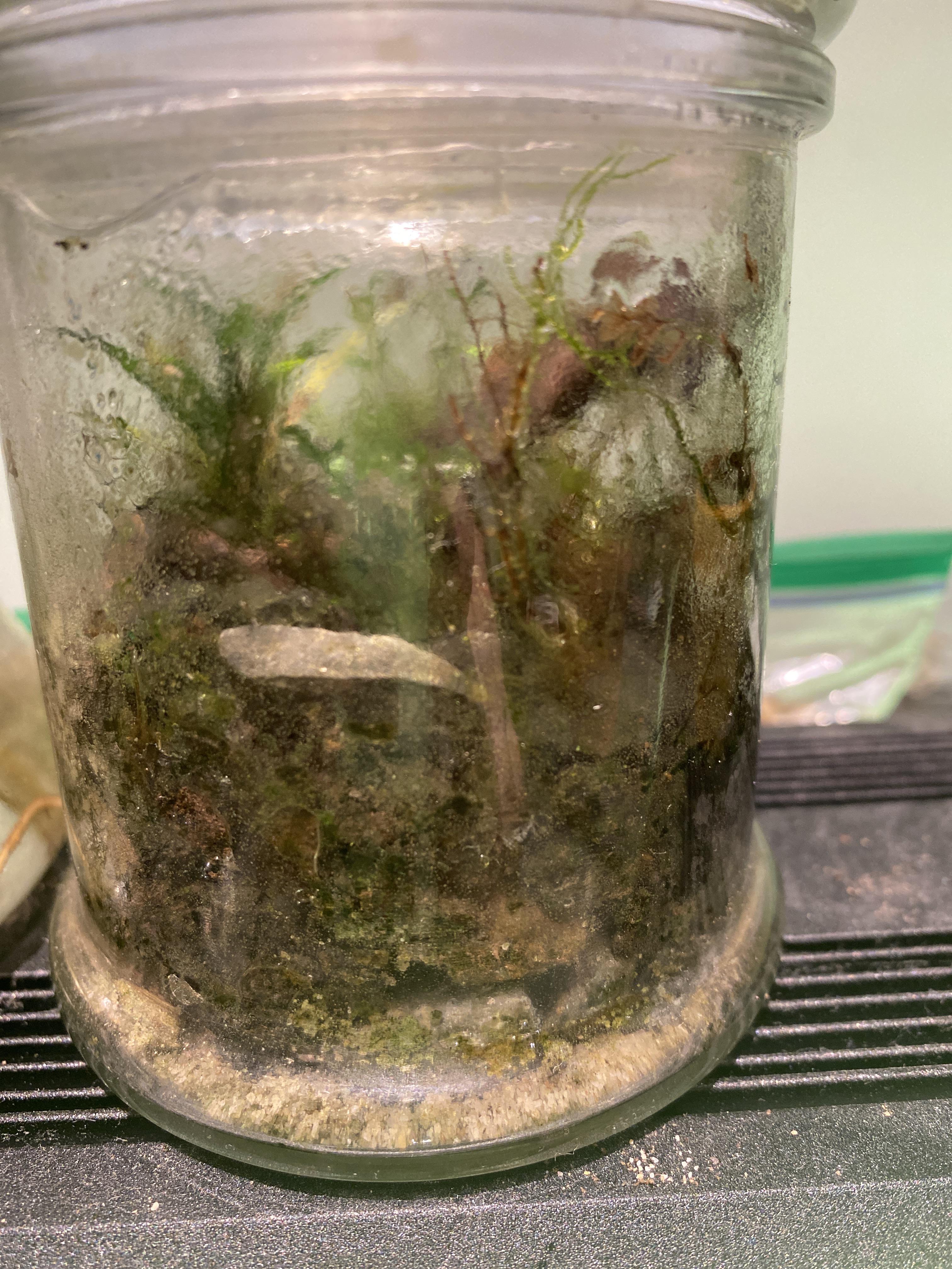 An extremely overgrown and messy terrarium r/terrariums