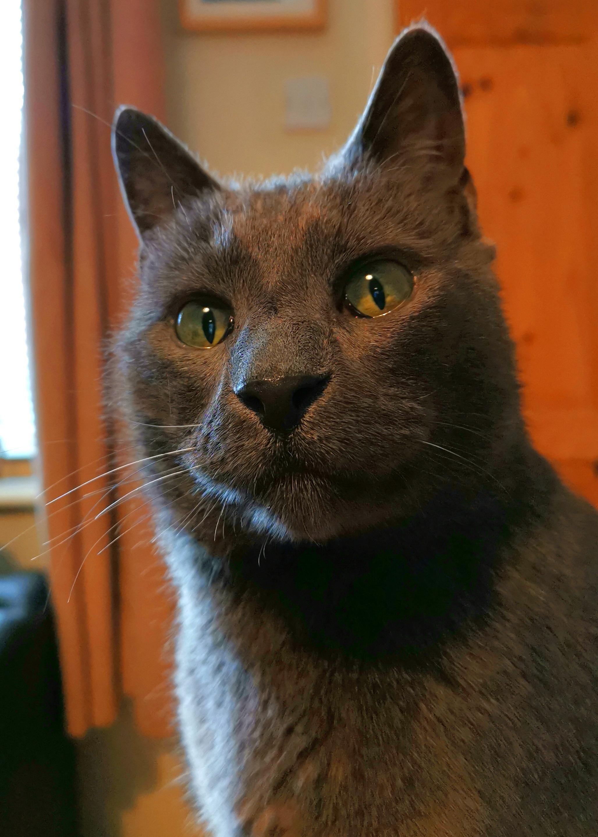 This is Egg. He is a 13 year old rescue cat and had a serious ear