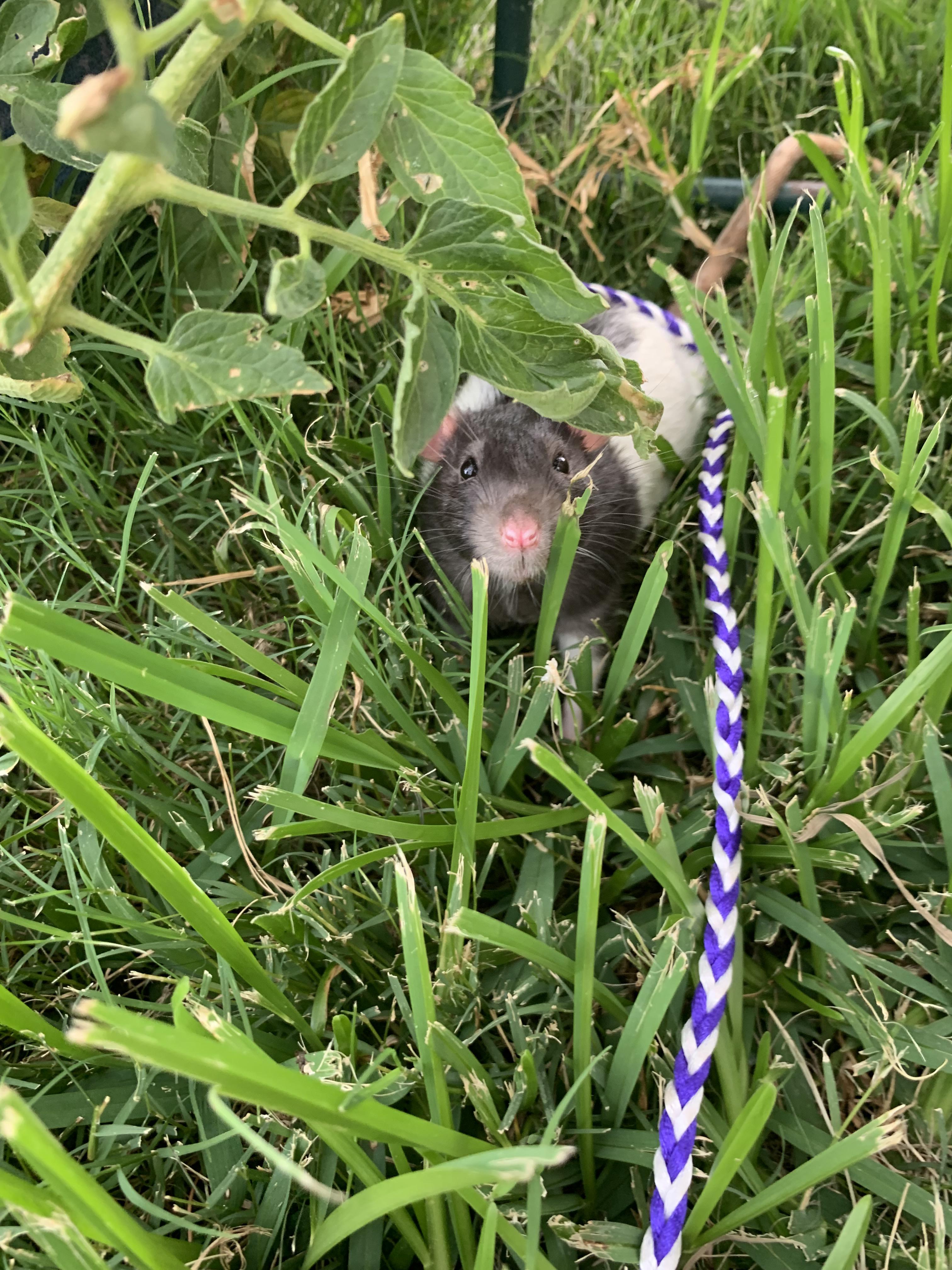 he loves the tomato plant in my backyard ! r/RATS