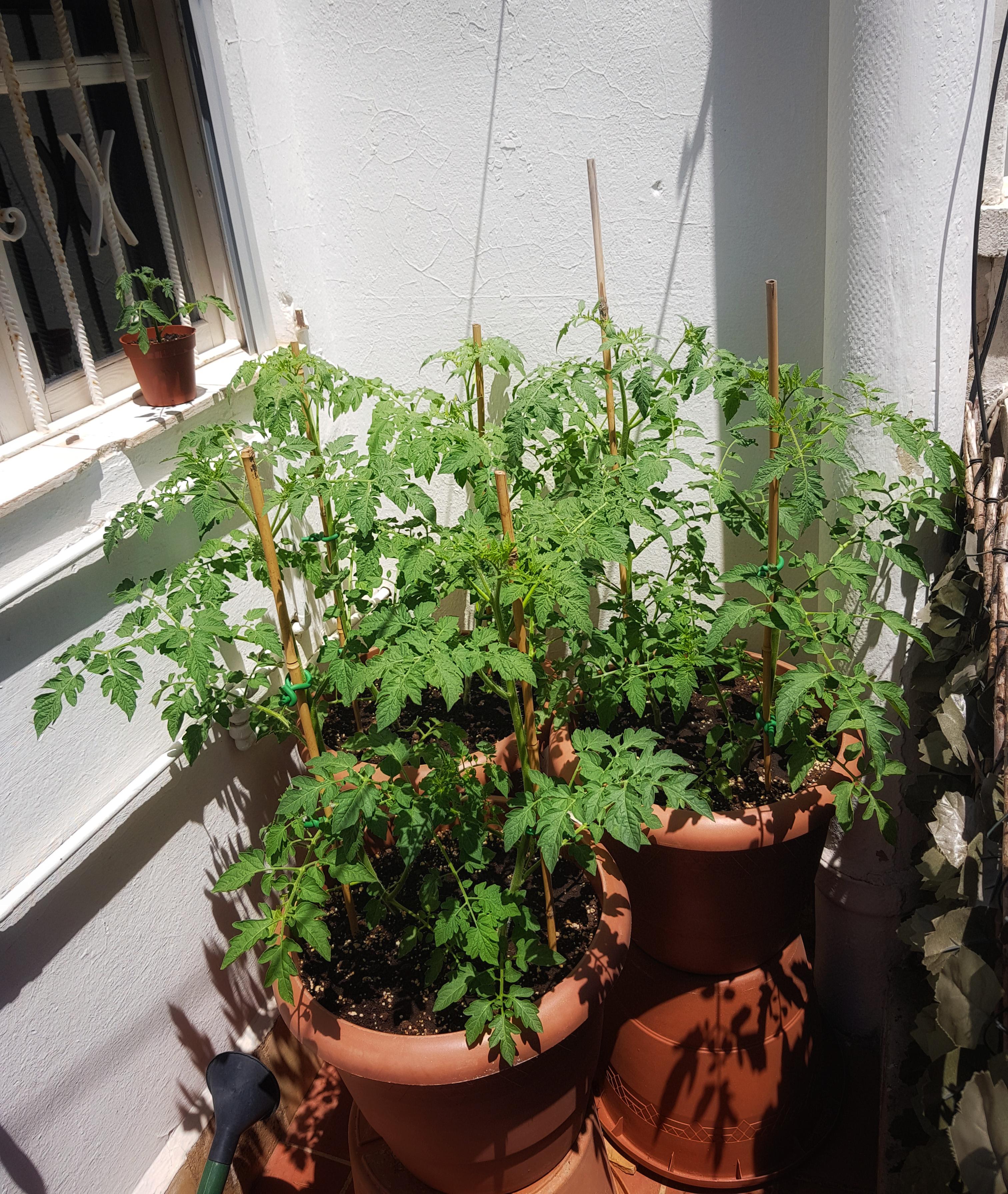 First time growing tomato plants, flowers are appearing! r