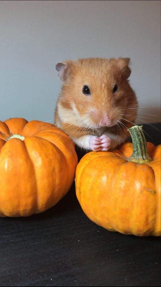 Housemate's hamster, getting into the Halloween spirit r/hamsters