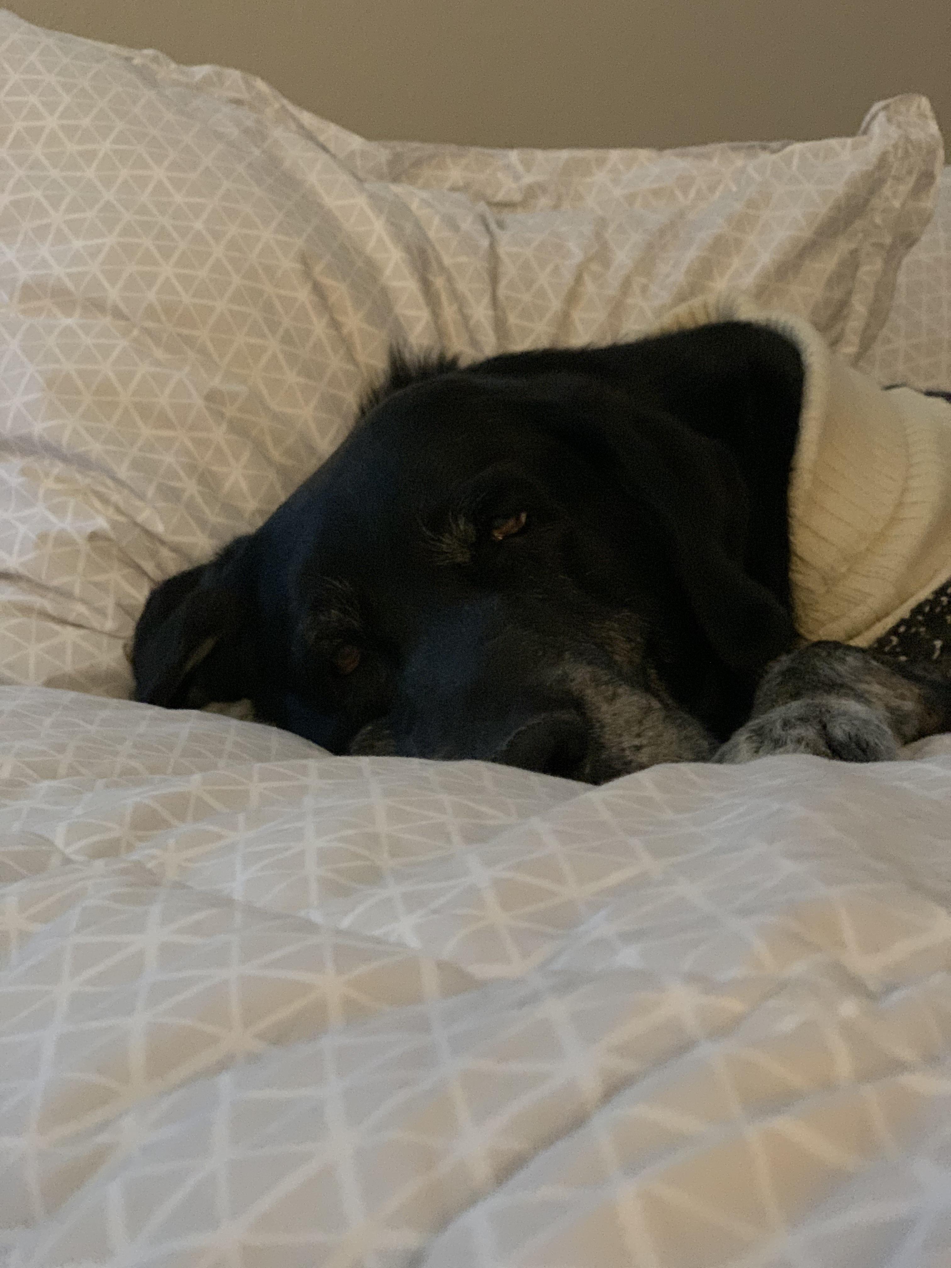 He helped himself to my bed while I was in the shower... I ain’t even