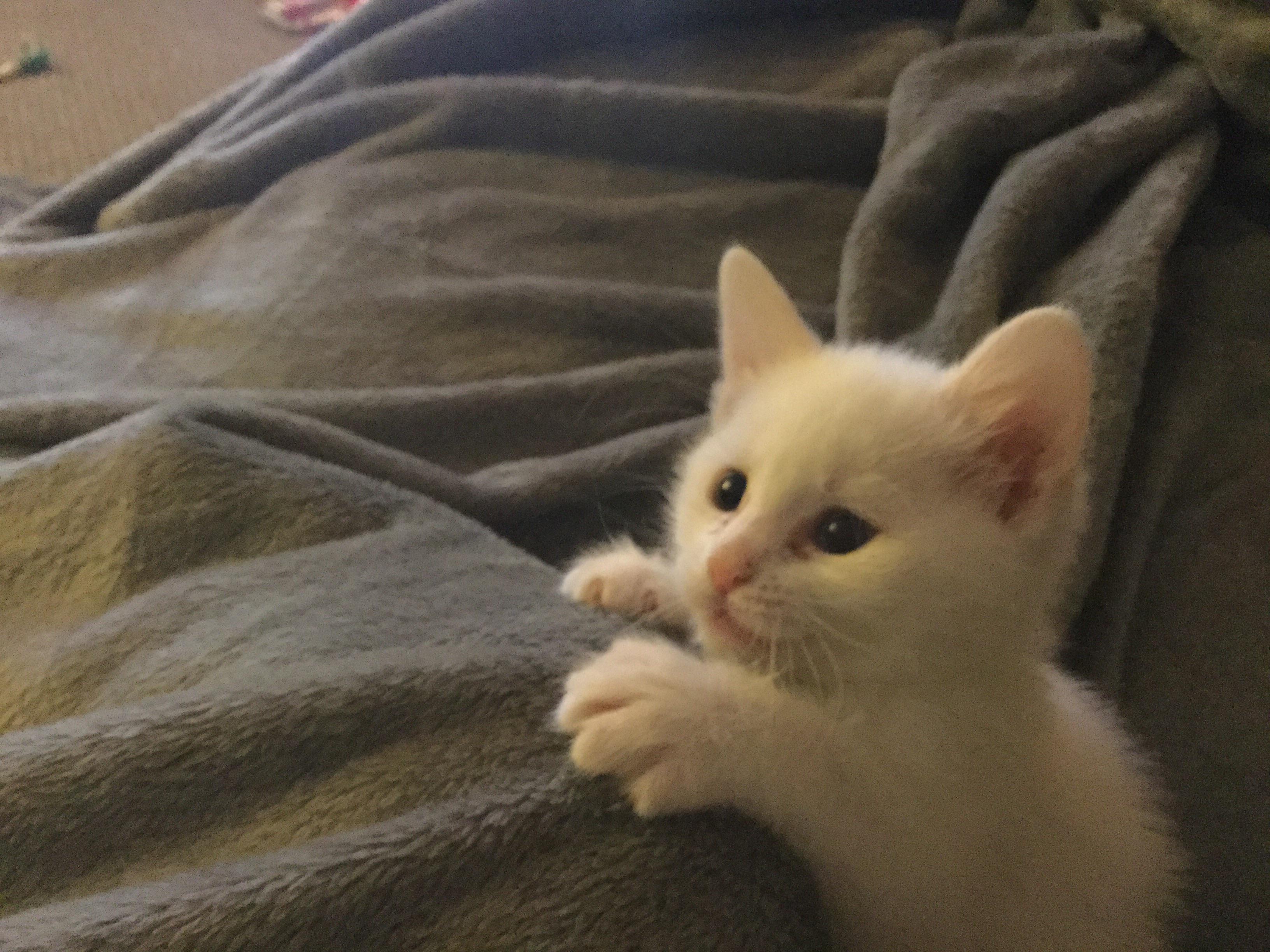 my kitten loves to love r/aww