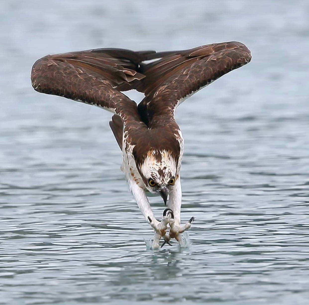 Bird Just About To Dive Into Water r/birdsofprey