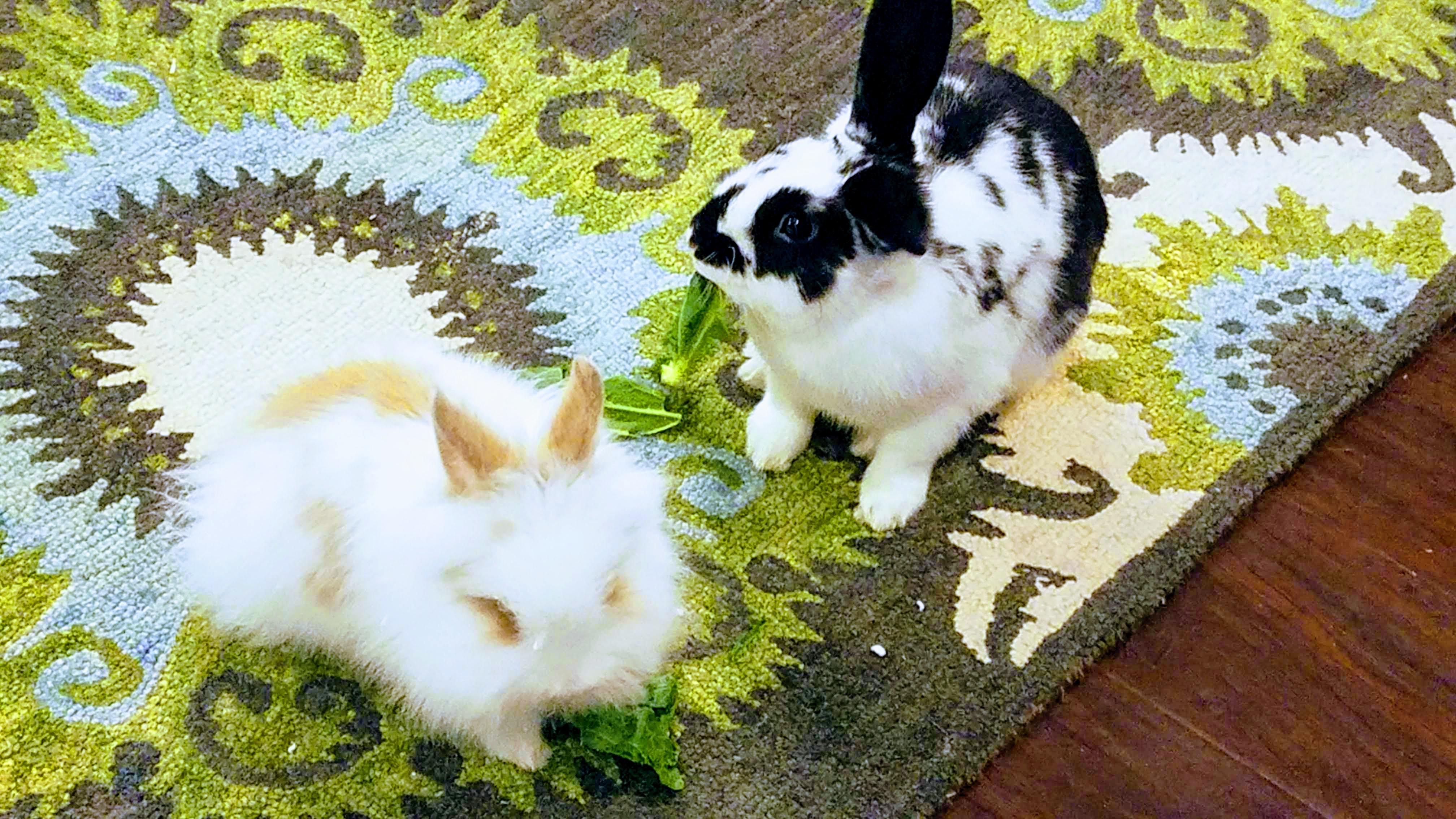 Enjoying some fresh turnip greens r/Rabbits