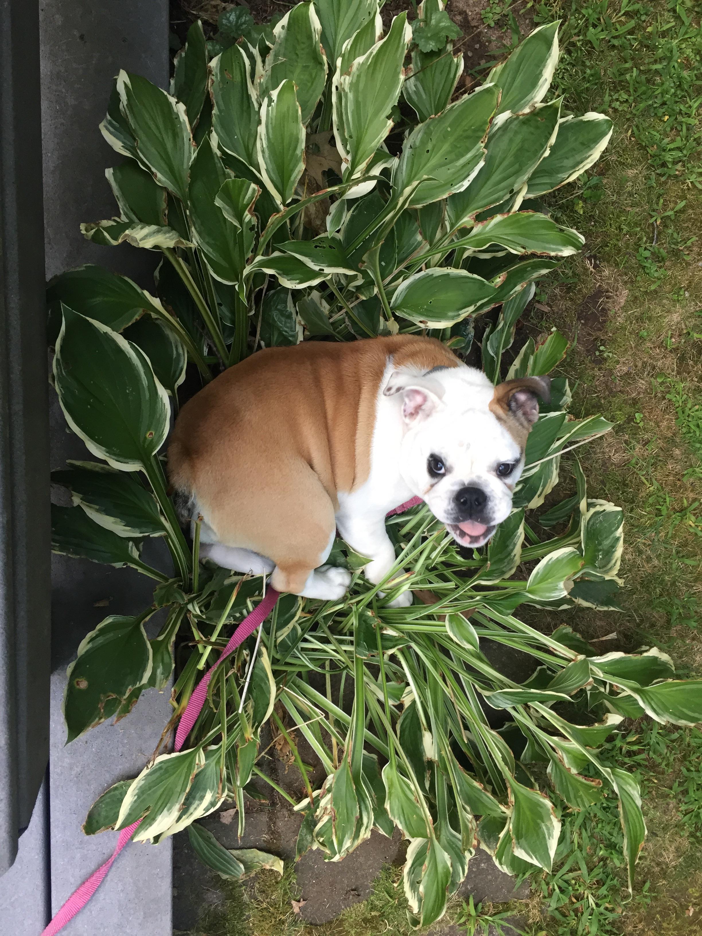 Not sure why but she loves destroying these Hostas r/Bulldogs