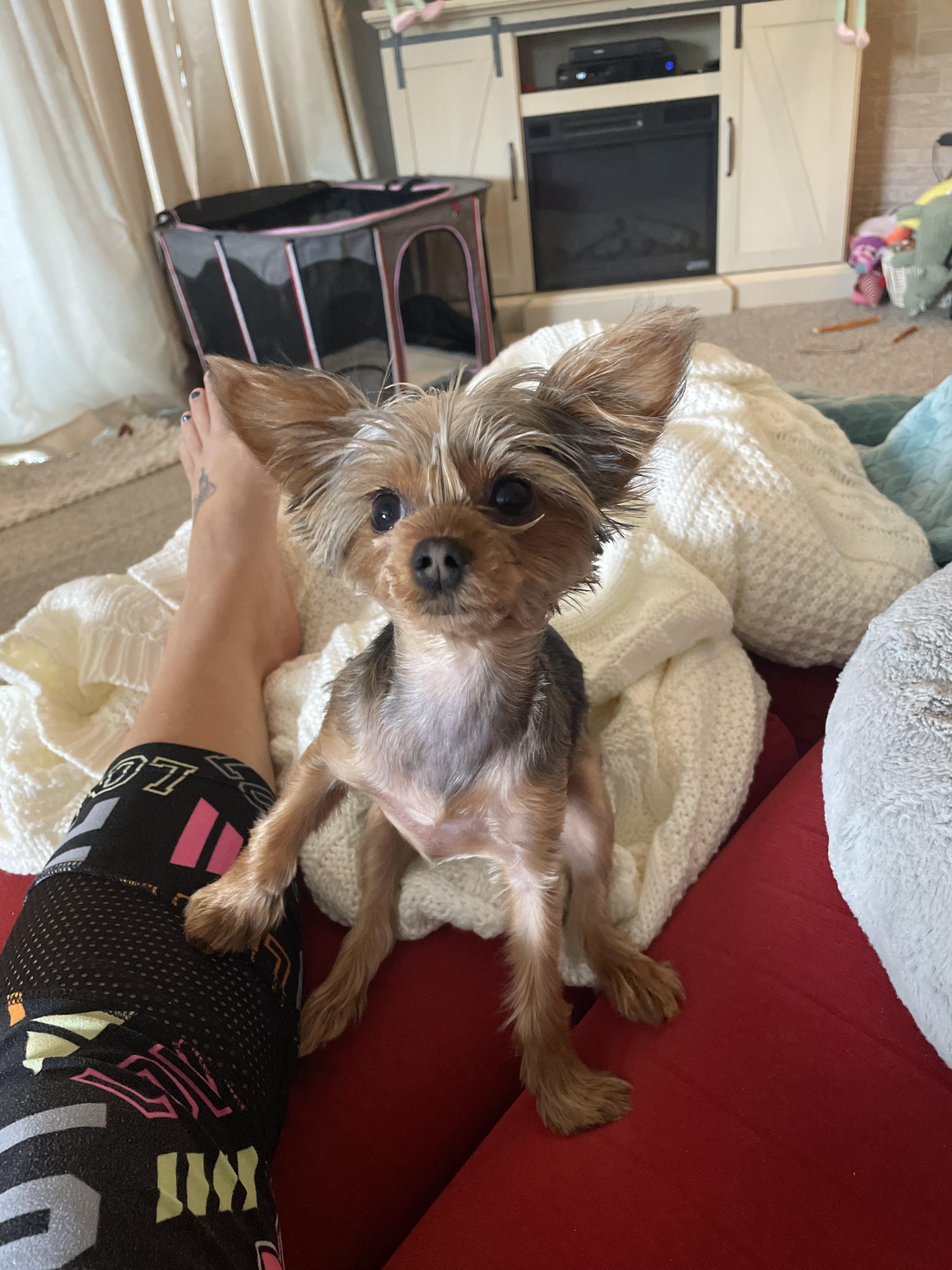 Sadie…just waiting for her hair to grow back in 🤣 Yorkies