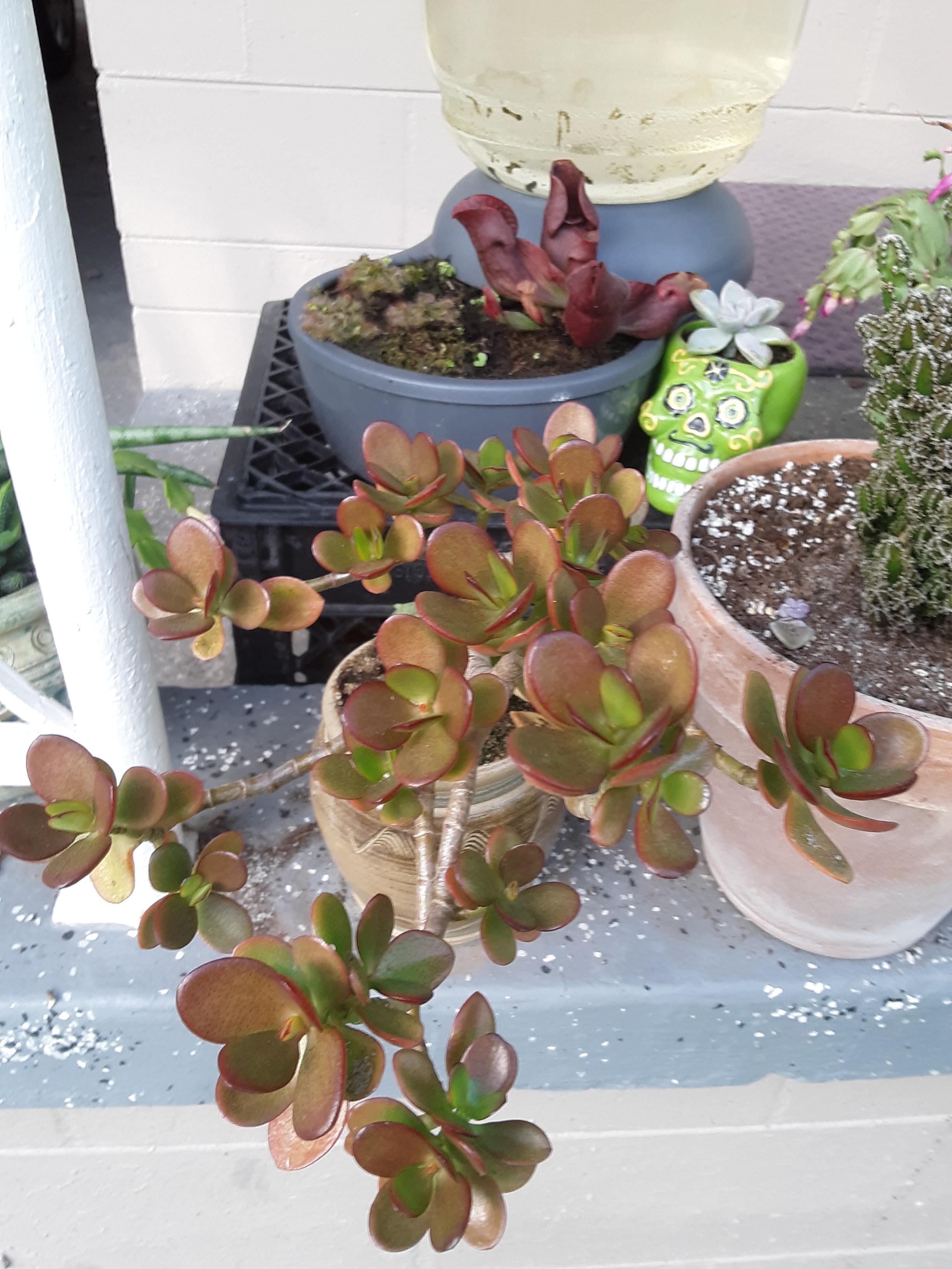 I love what the cold full sun of winter does to my jade