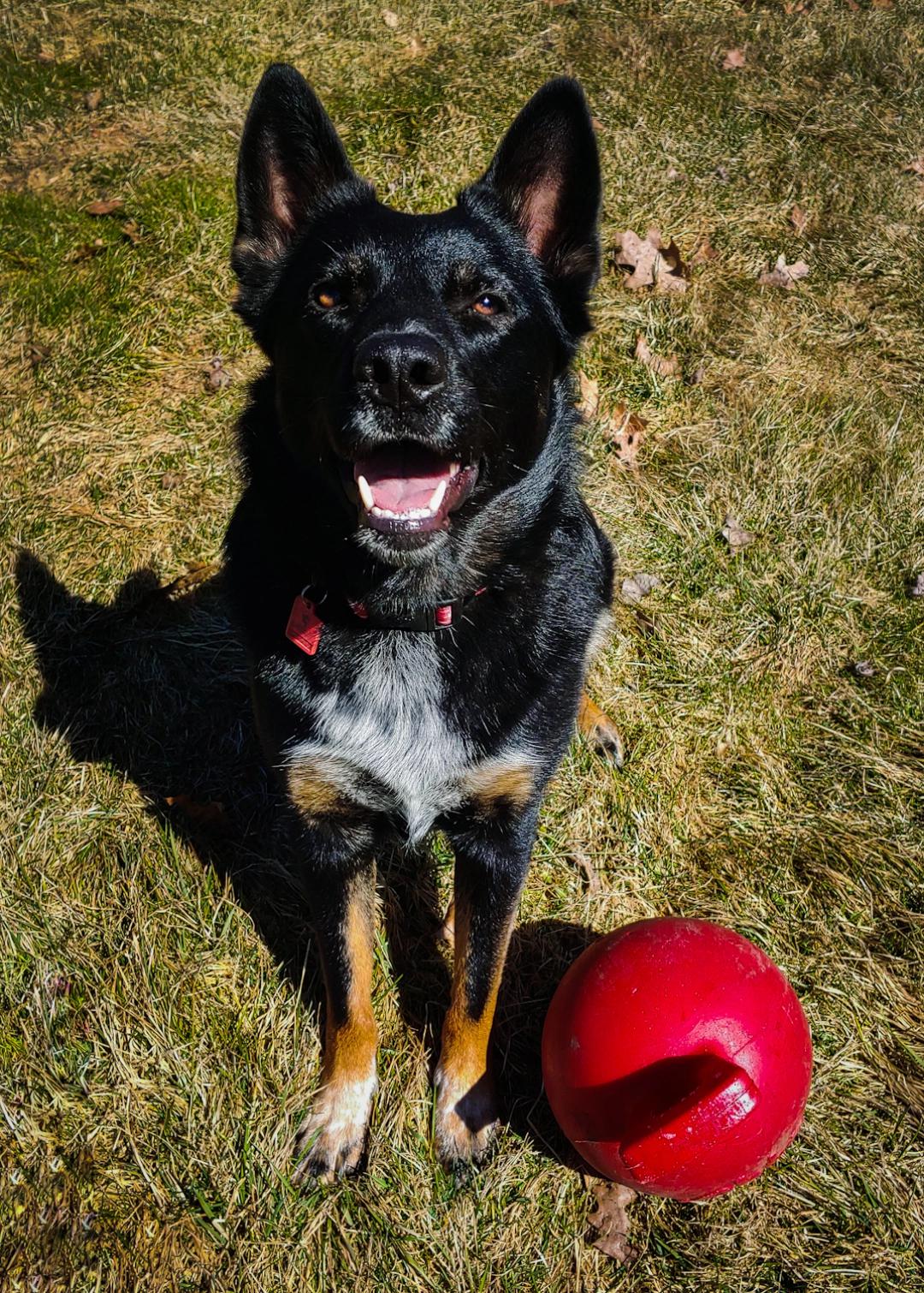 My German Shepherd Australian Cattle Dog mix loving her Jolly Ball. r
