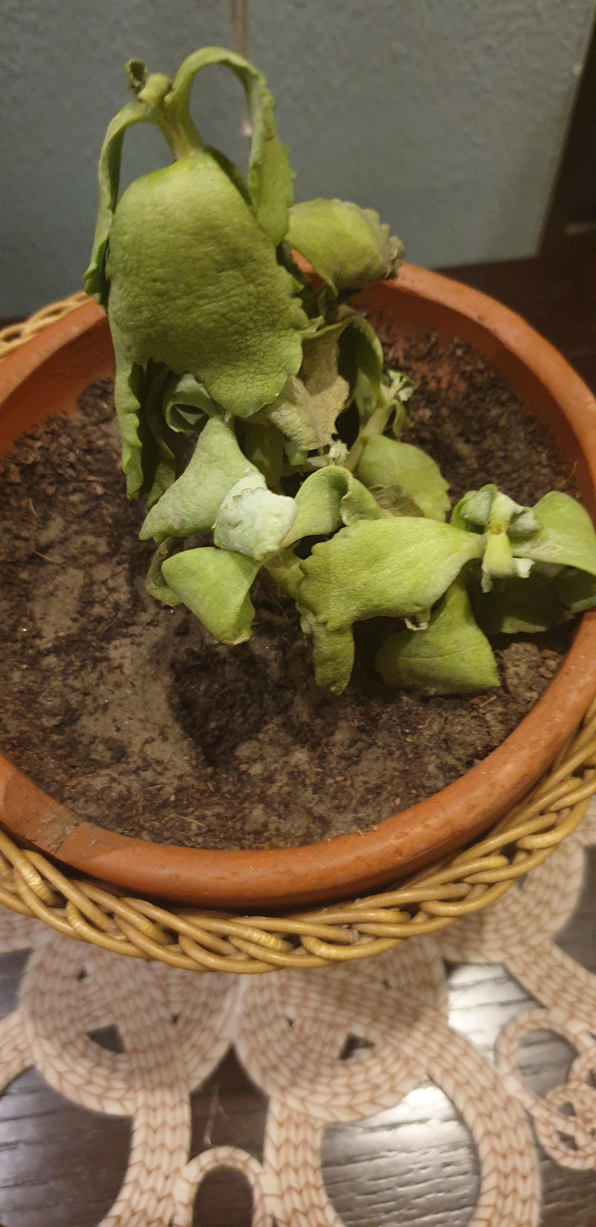 Is my kalanchoe dying? Please help. It started wilting a week back, I