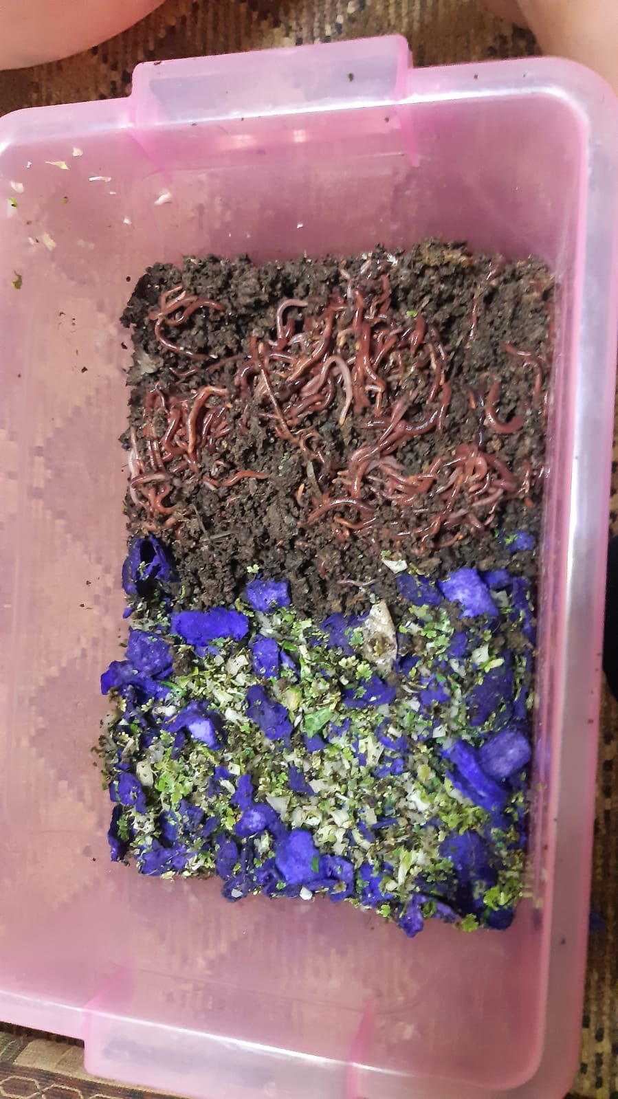 my first worm farm! starting off with 350 worms, any tips for a first