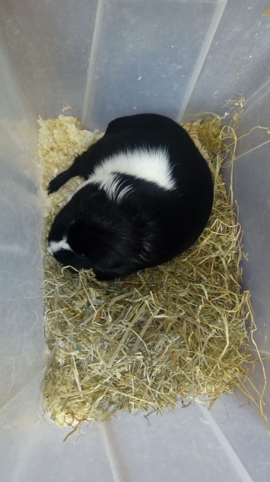 My guineapigs were treated for lice, but they licked the poison from