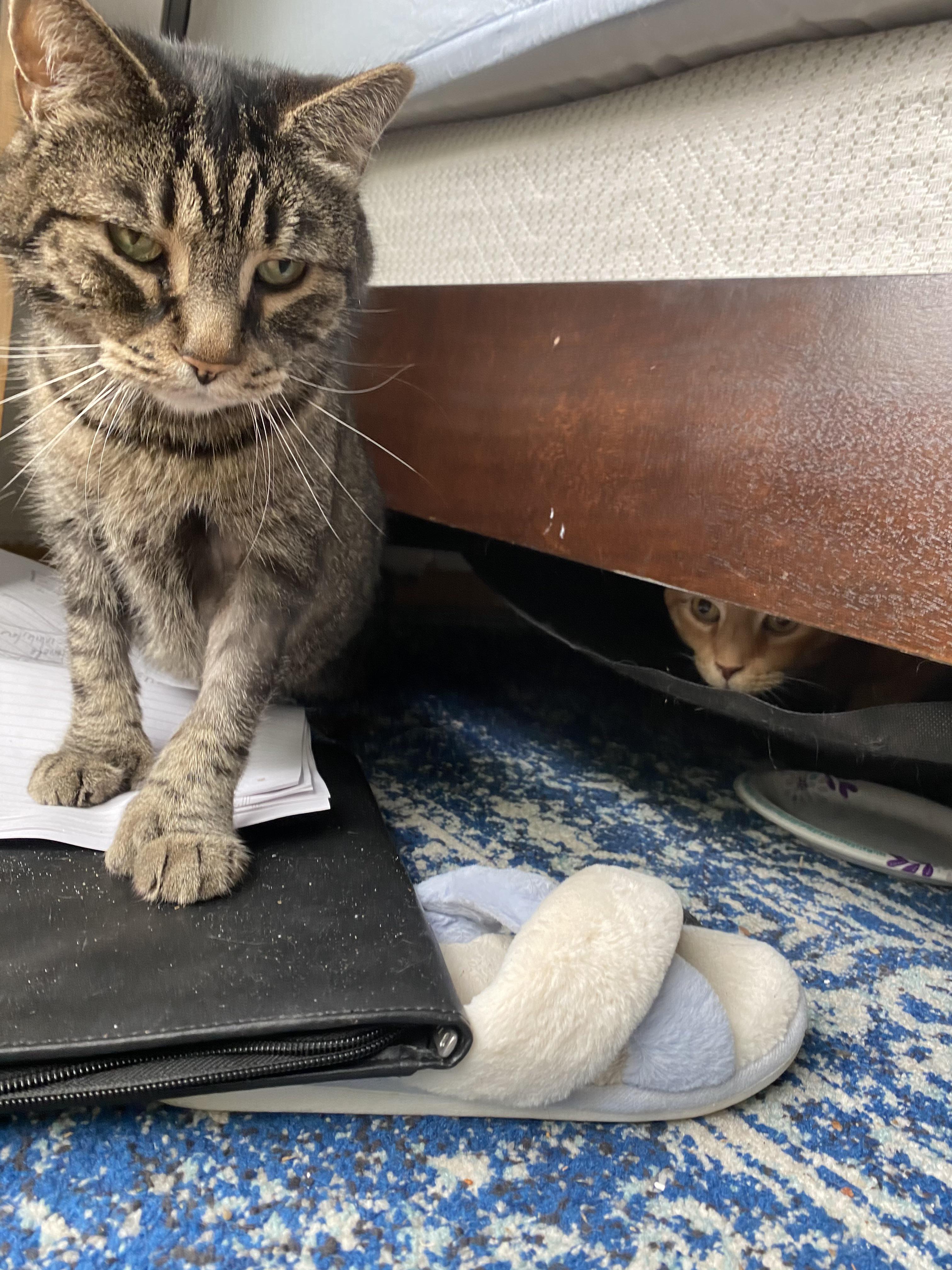 Thumb kitty watches me cook from the top of the fridge thumbcats