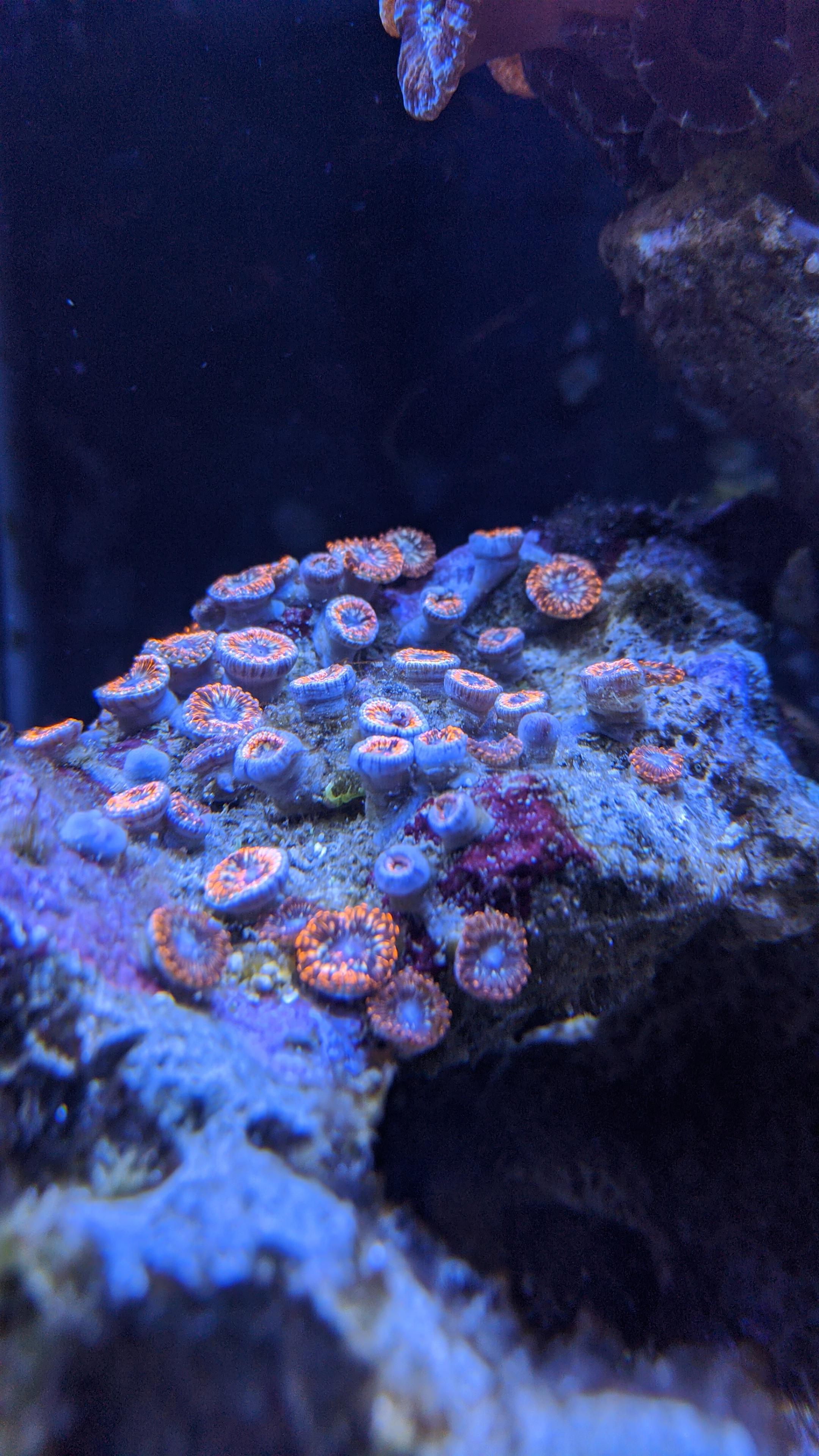 Zoanthids closed. Possible causes? They used to be very happy... r