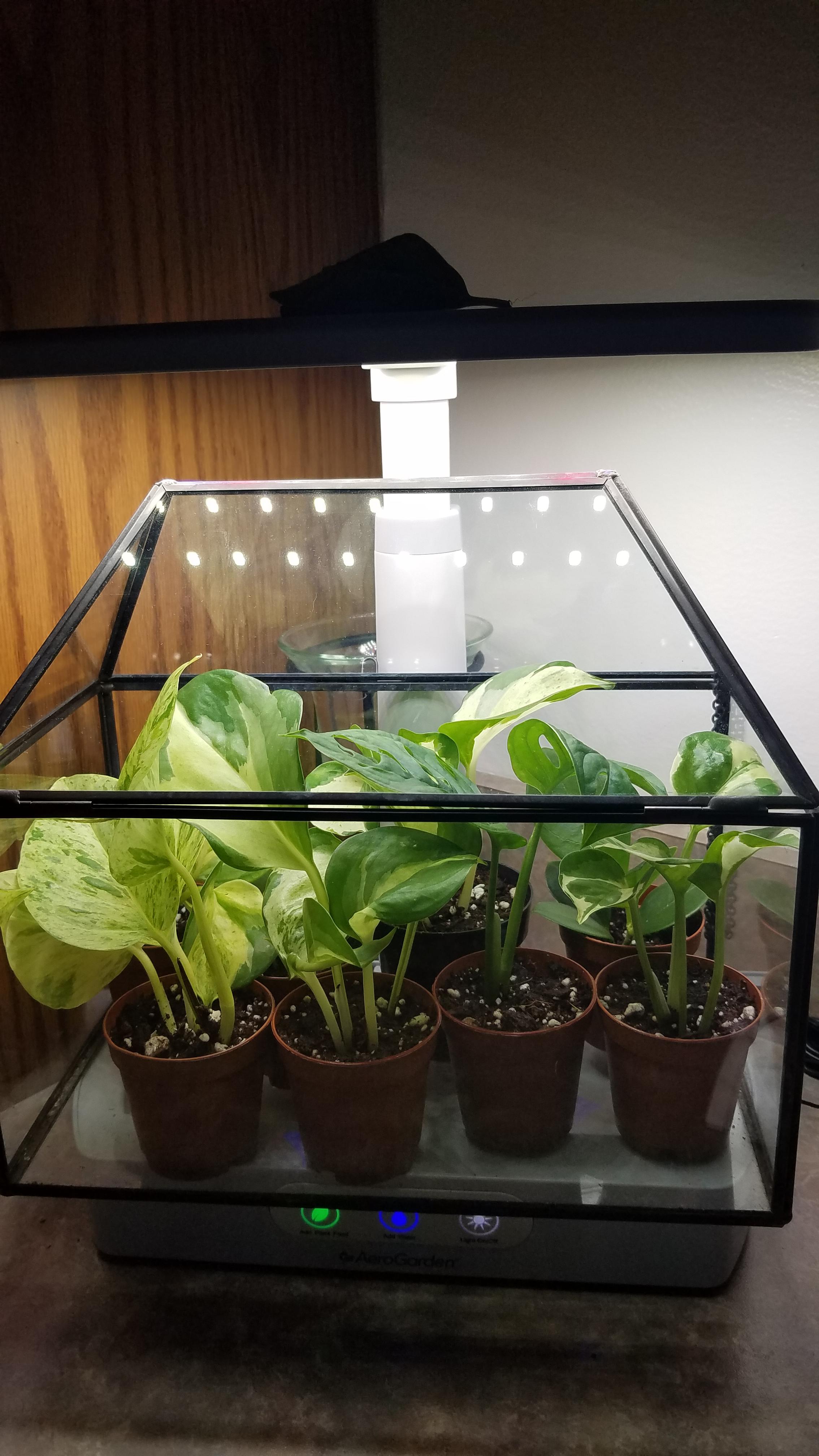 Aerogarden propagation station r/houseplants