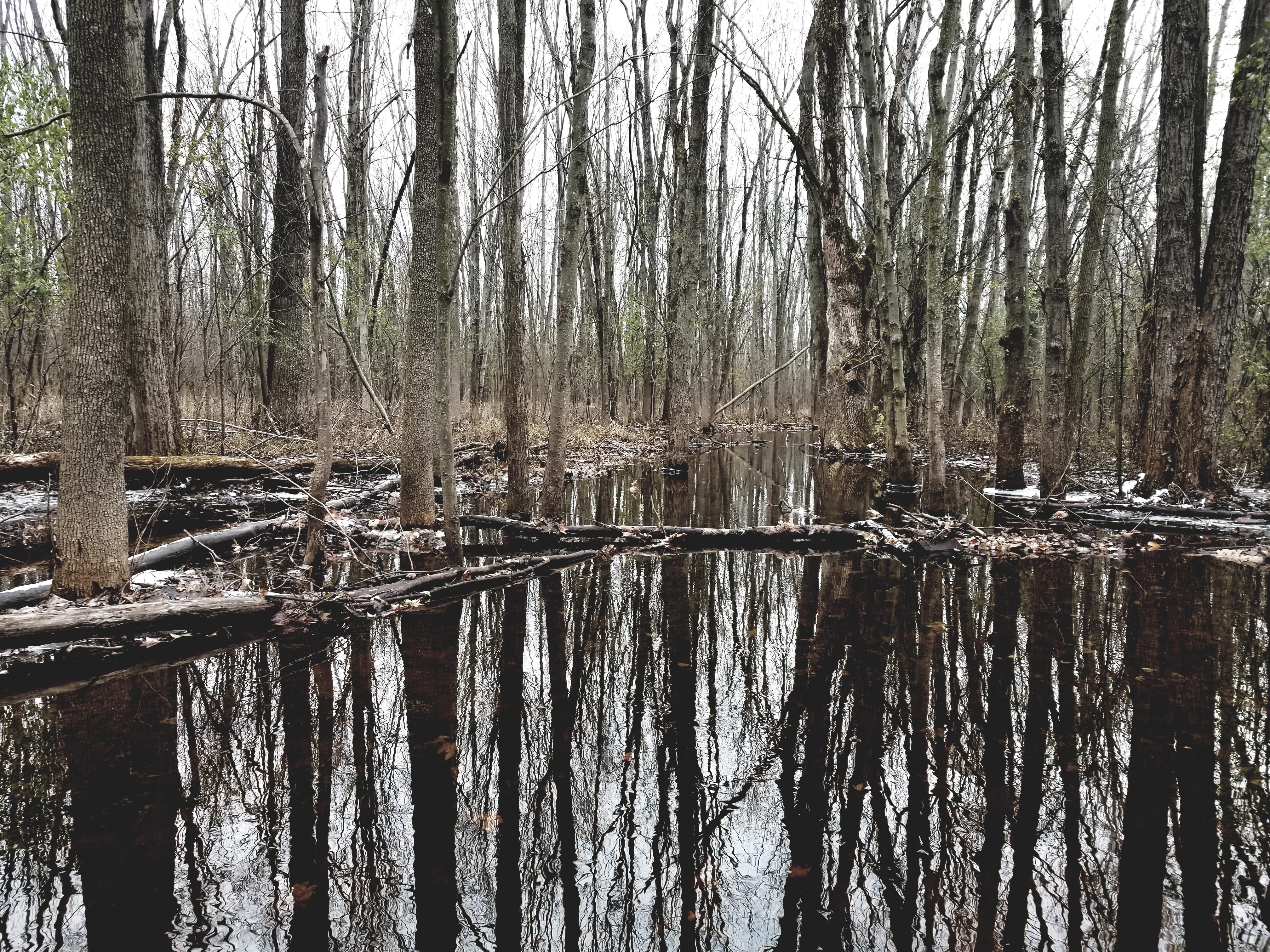 Black Creek Park, Ramas [4032x3024][OC] r/EarthPorn