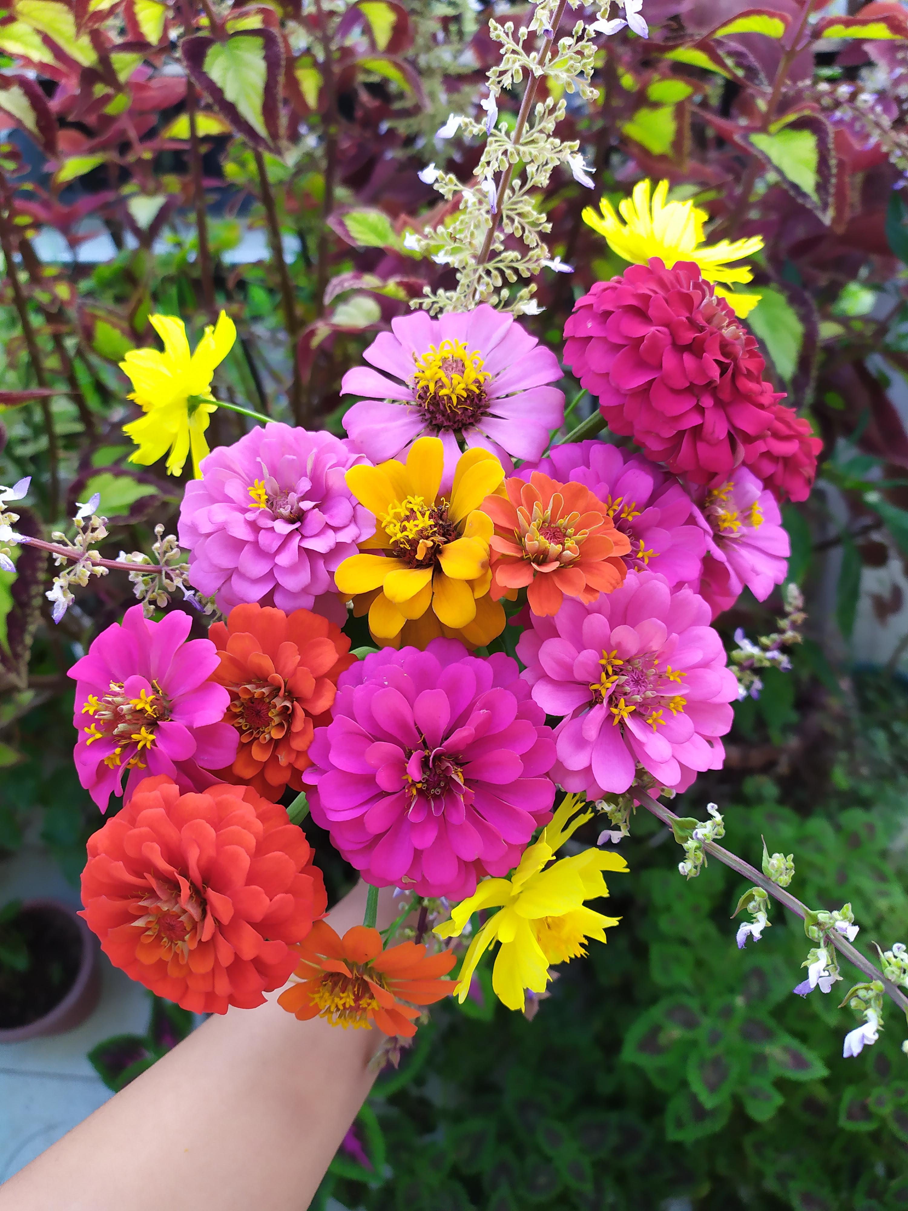 Planting flower mixes is such a fun way to be surprised in the garden