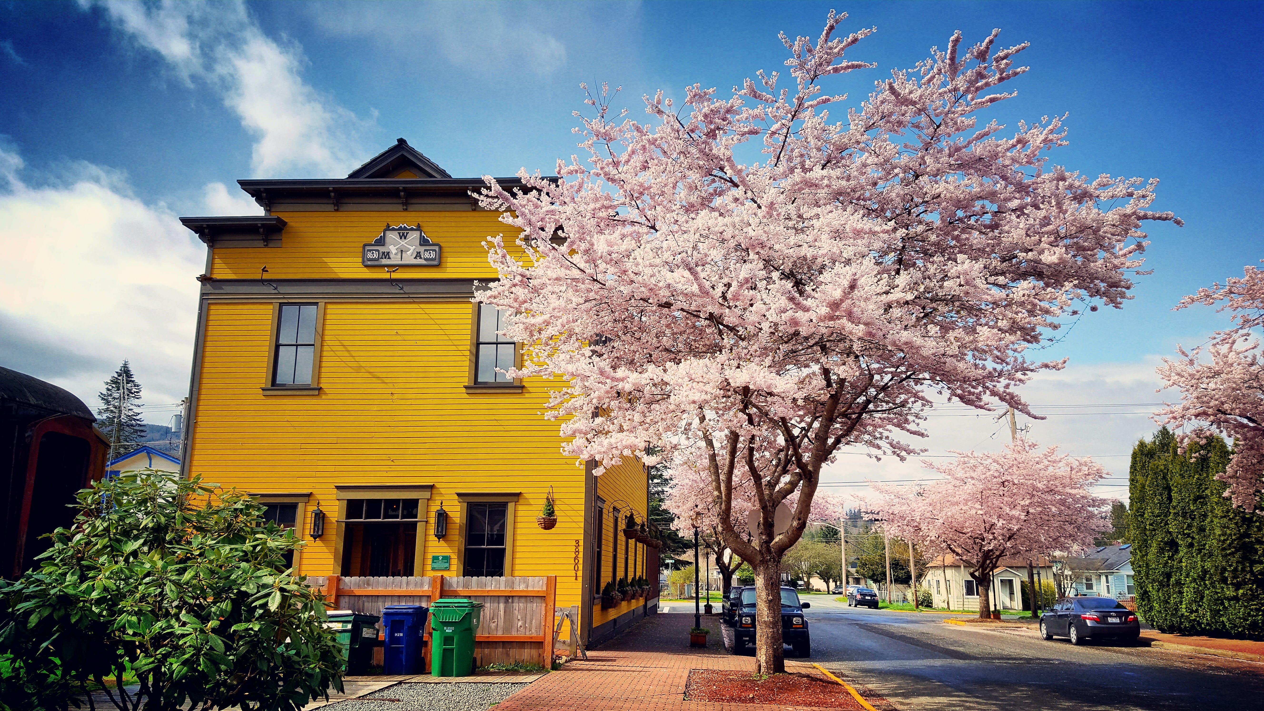 Cherry Blossoms in Snoqualmie r/Seattle