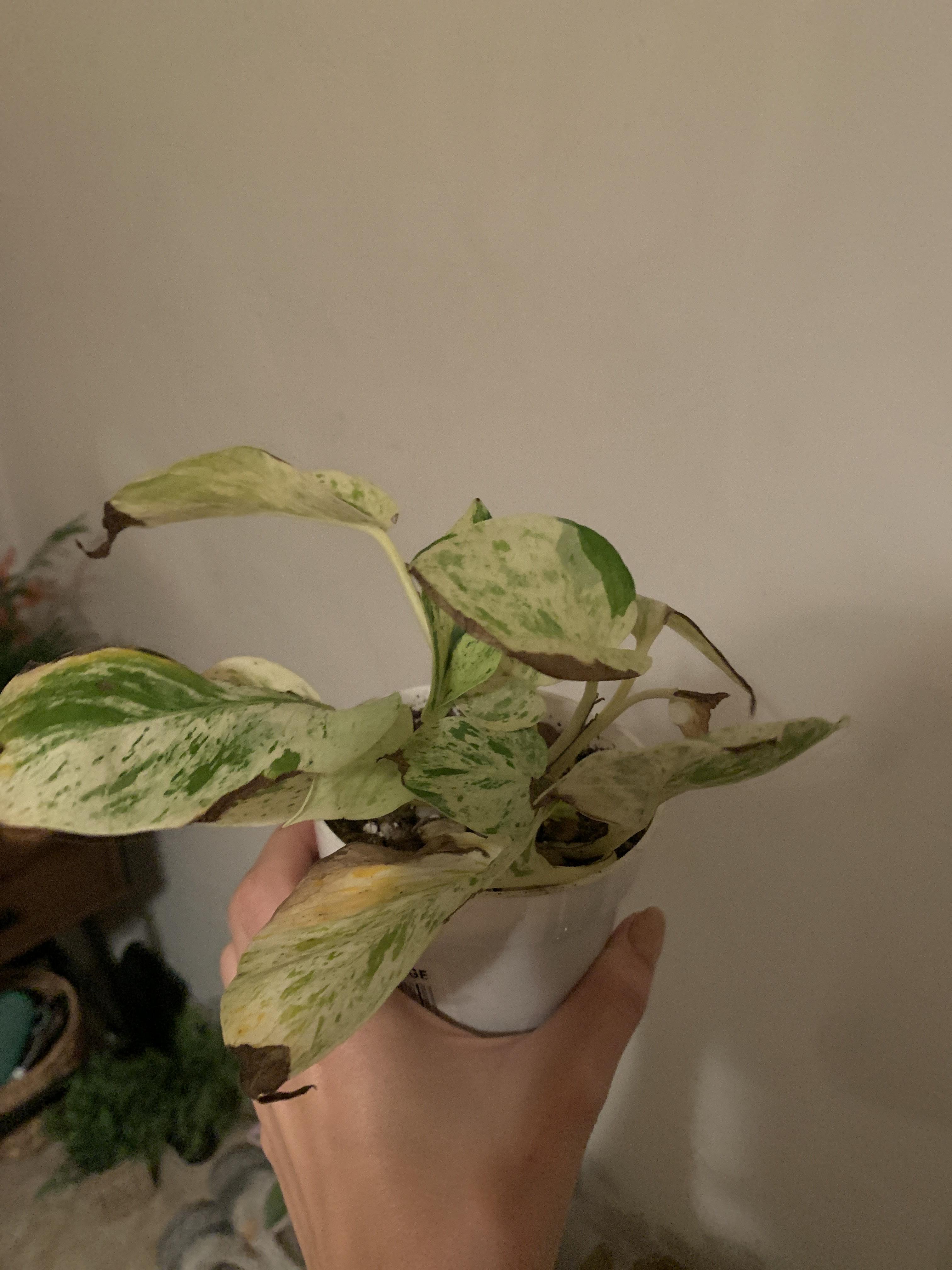 My marble queen pothos isn’t doing so good. I give it bright light
