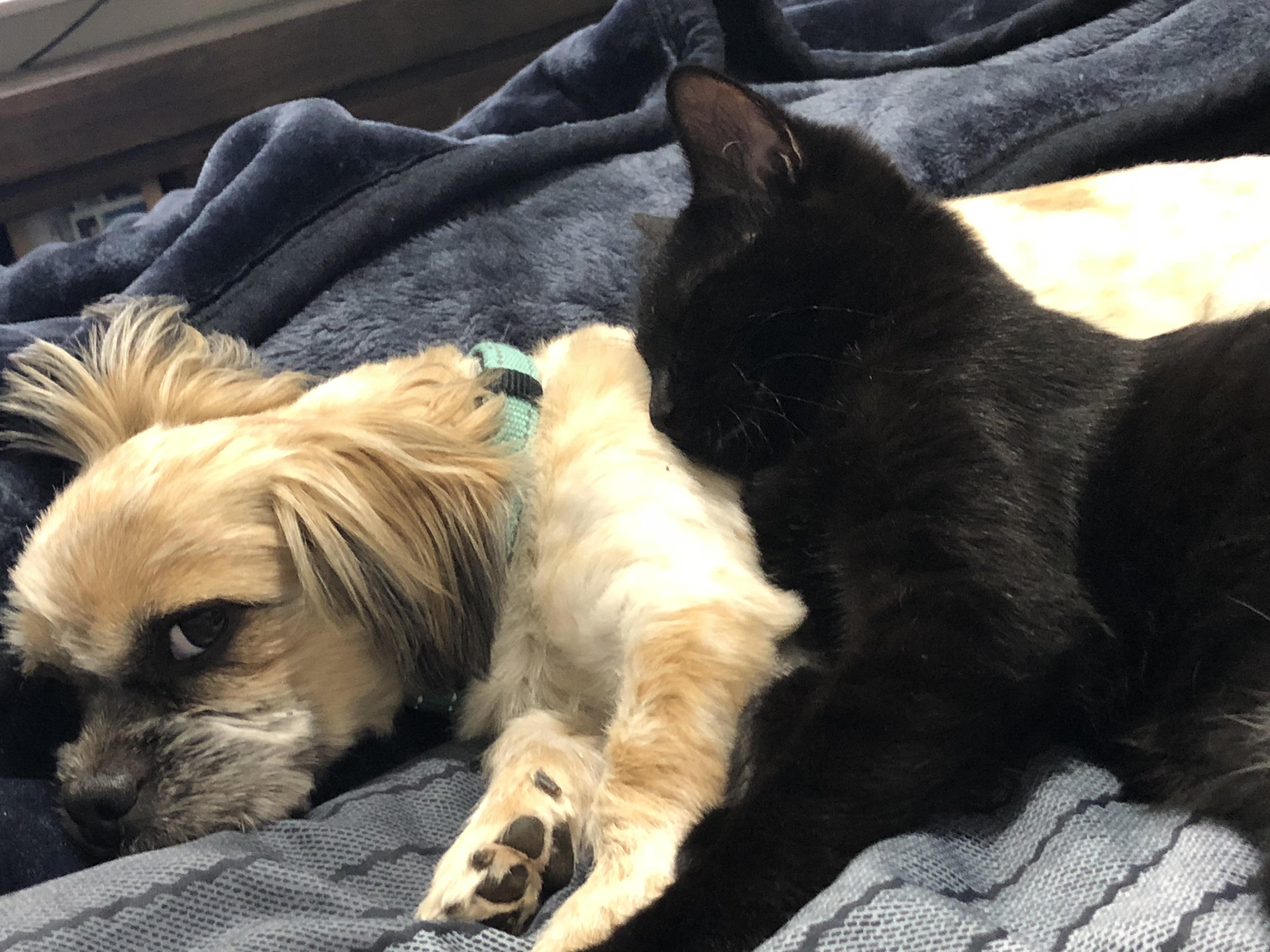 My cat and dog are best friends r/aww