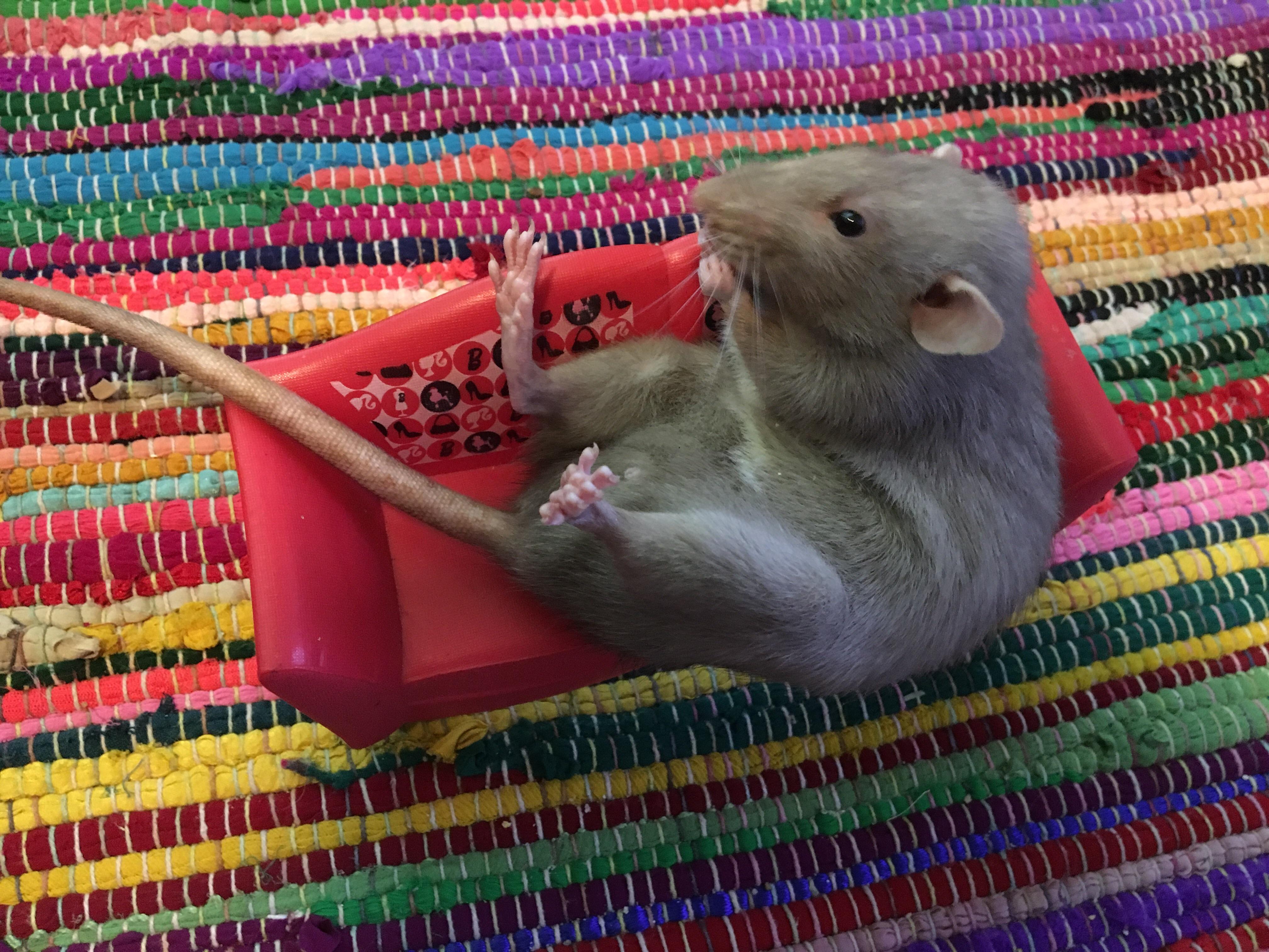 The Chonk!!! RATS