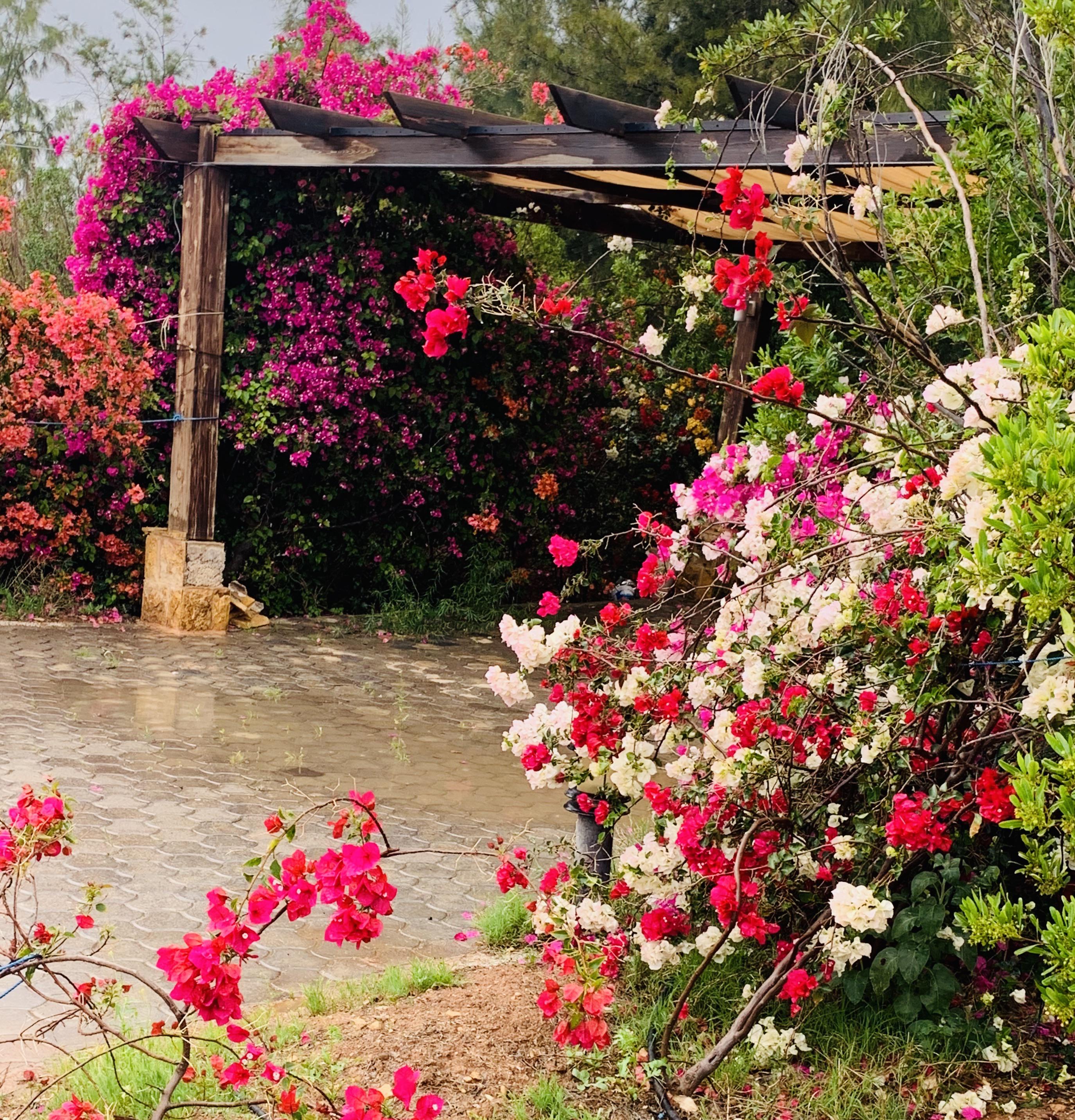 Bougainvillea 🌺 r/gardening