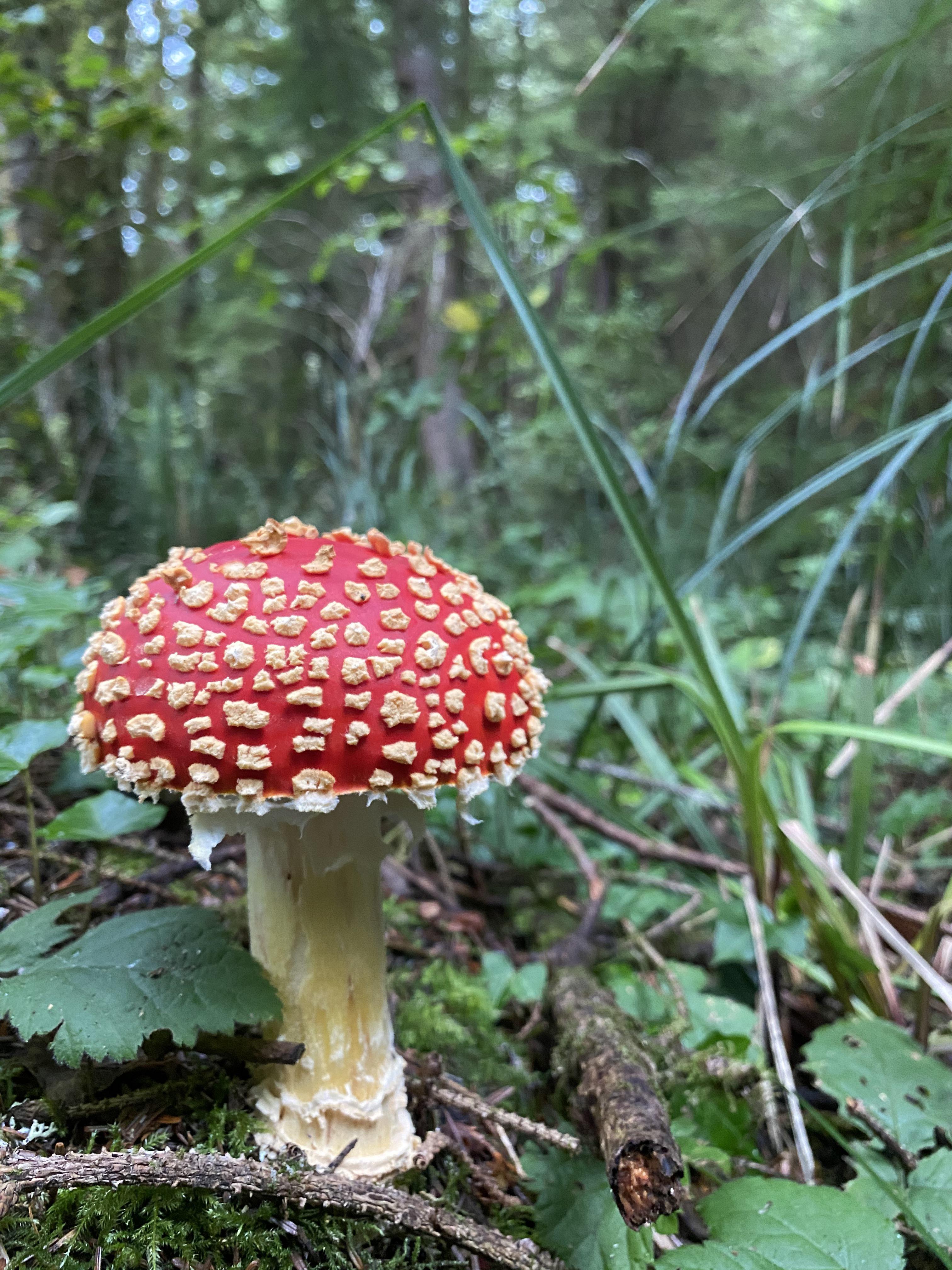 Beautiful mushroom I found in Oregon r/Fungi