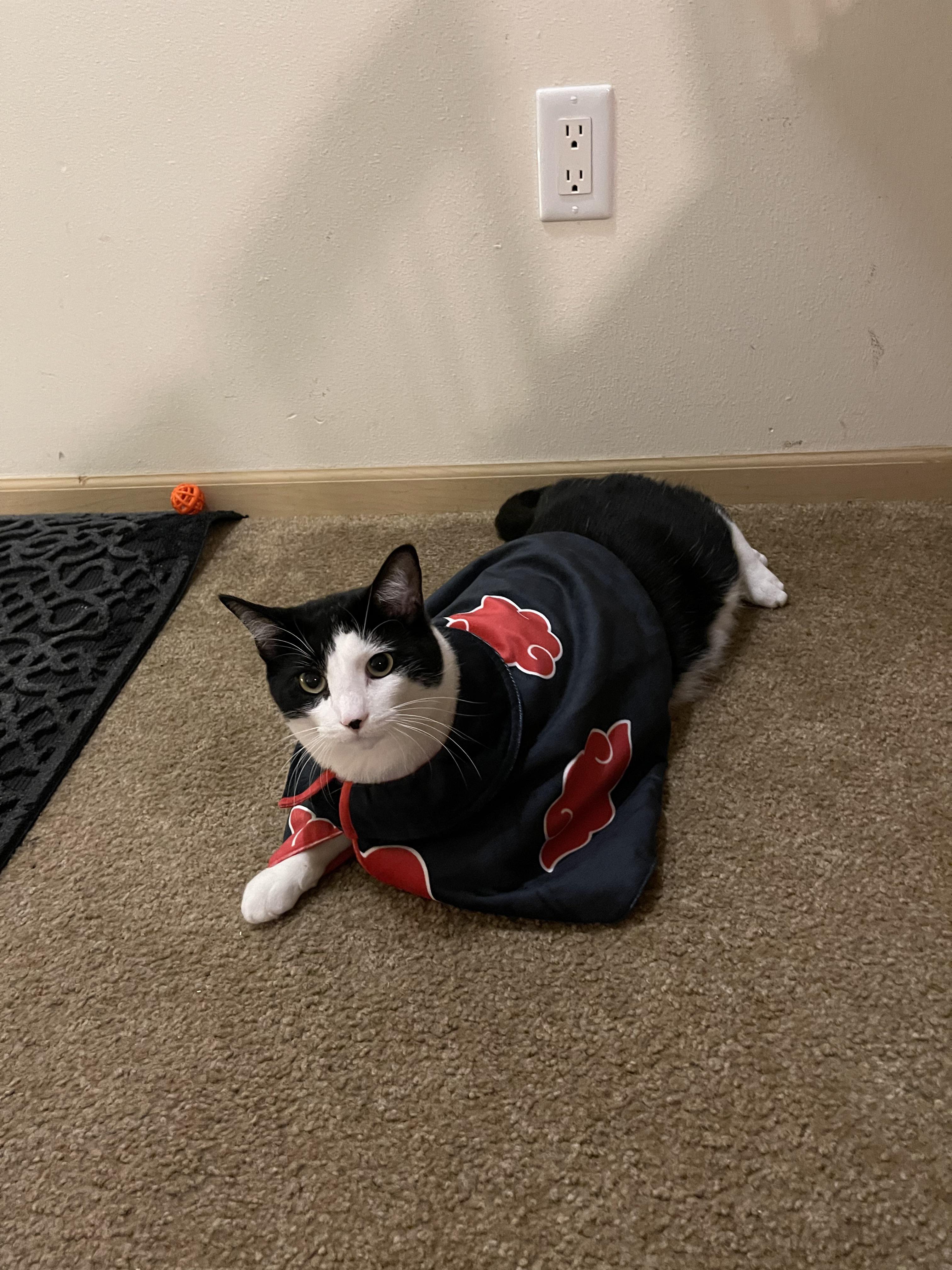 Newest Akatsuki Member (for my Naruto friends here) r/cats