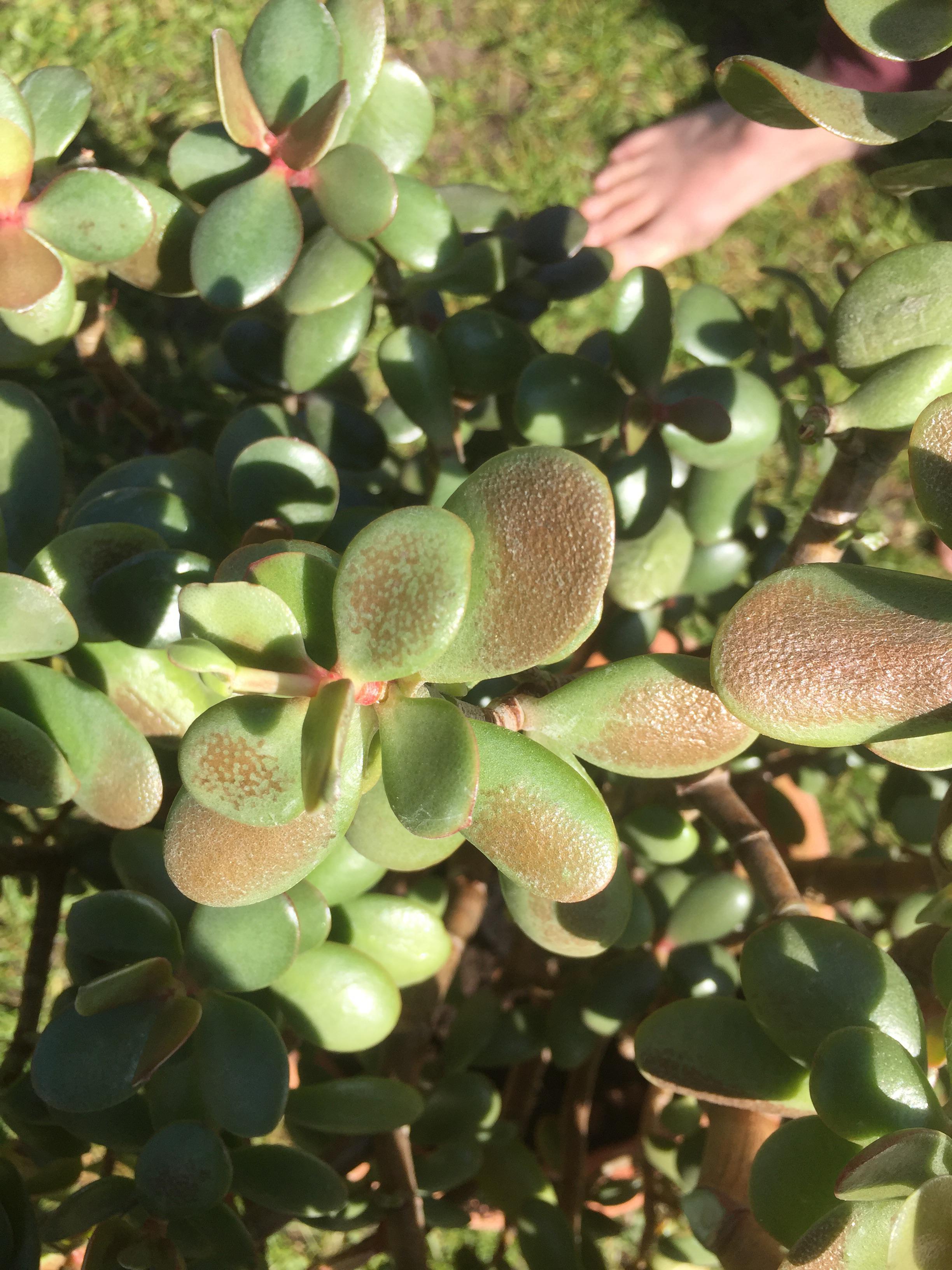 I’m seeking advice on this jade plant with brown spots, more infos in