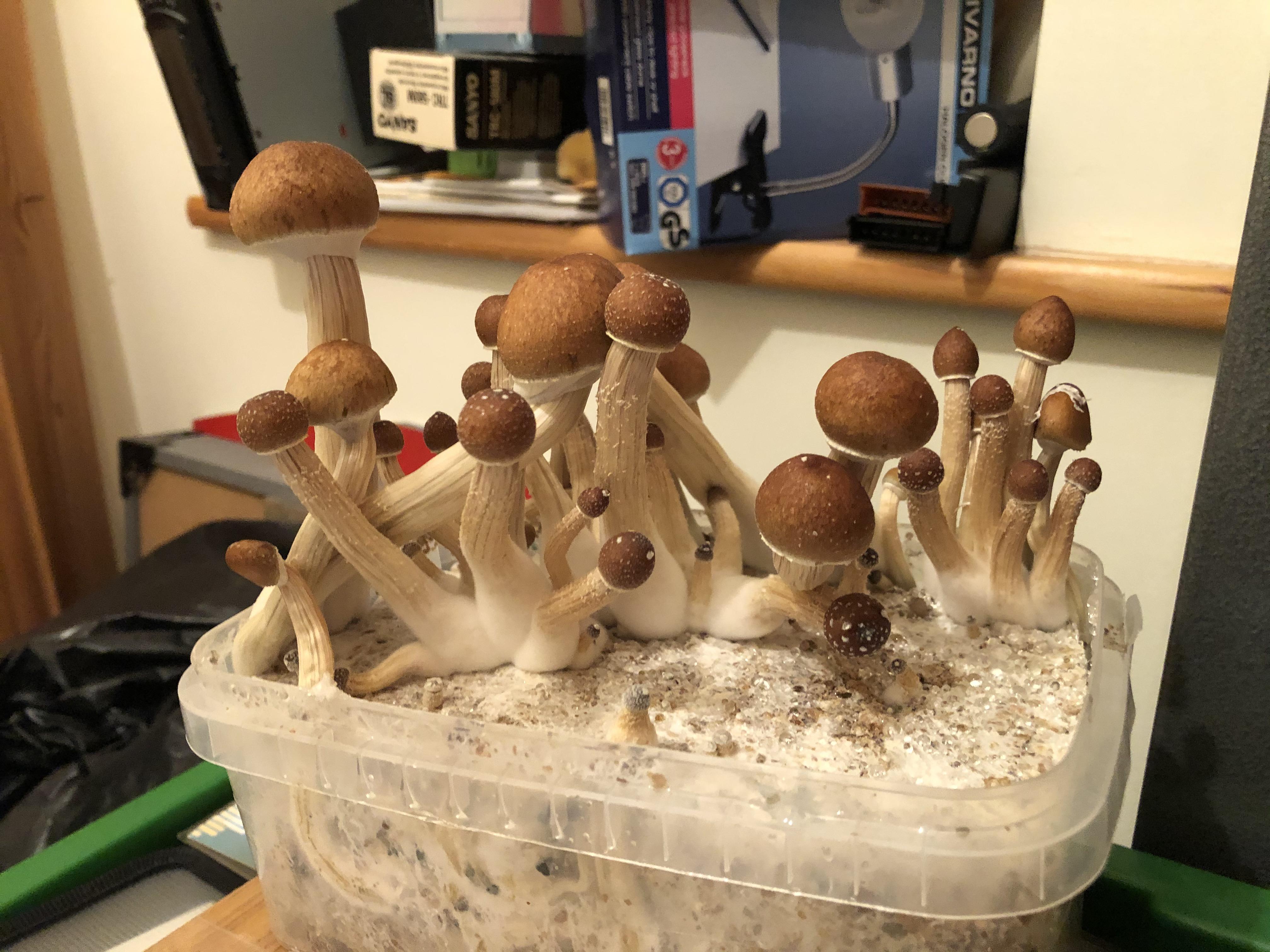 First ever grow kit..Hi guys, I’m new to shrooms and wondering when is