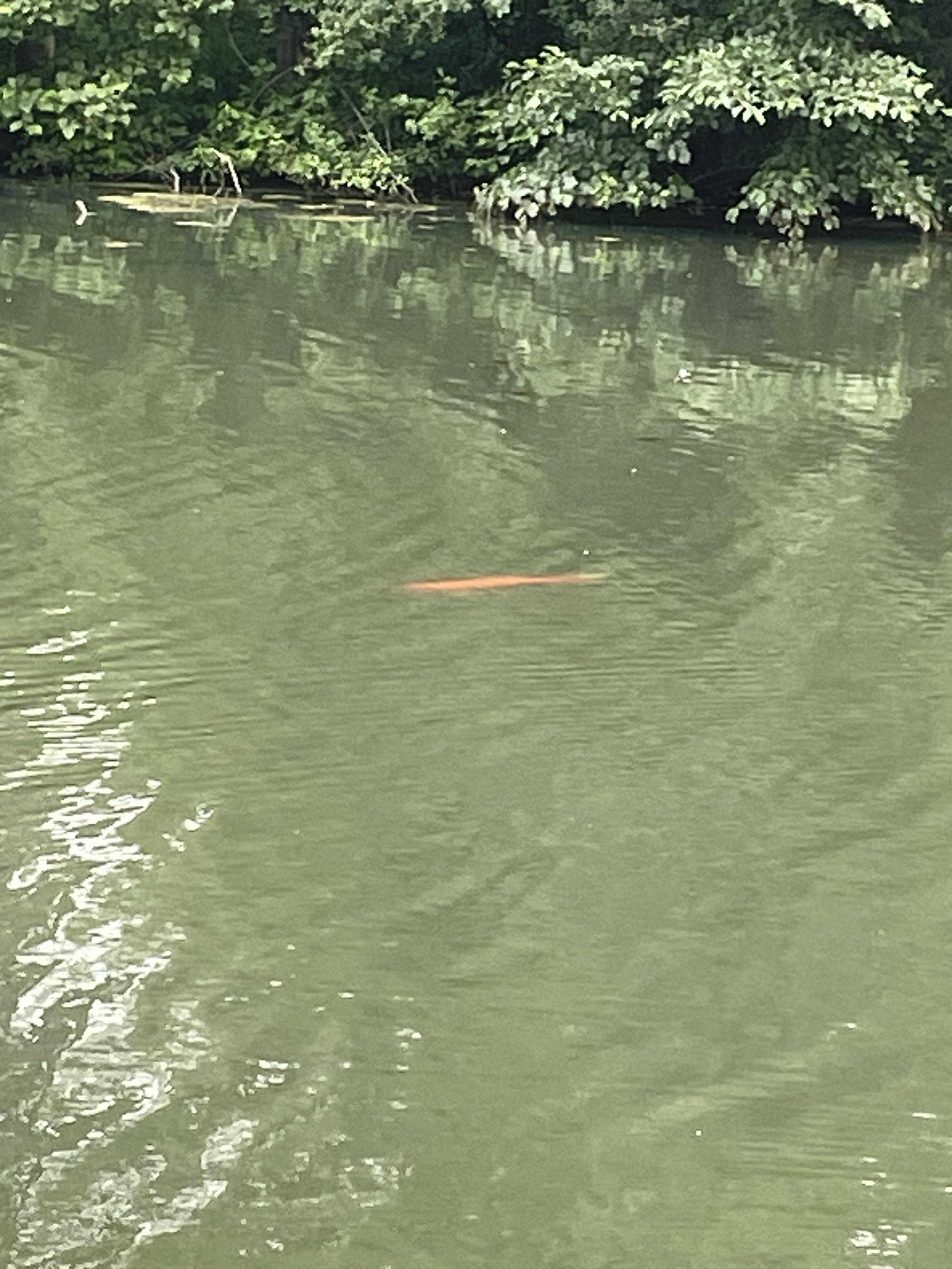 The Buckingham pond goldfish r/Albany