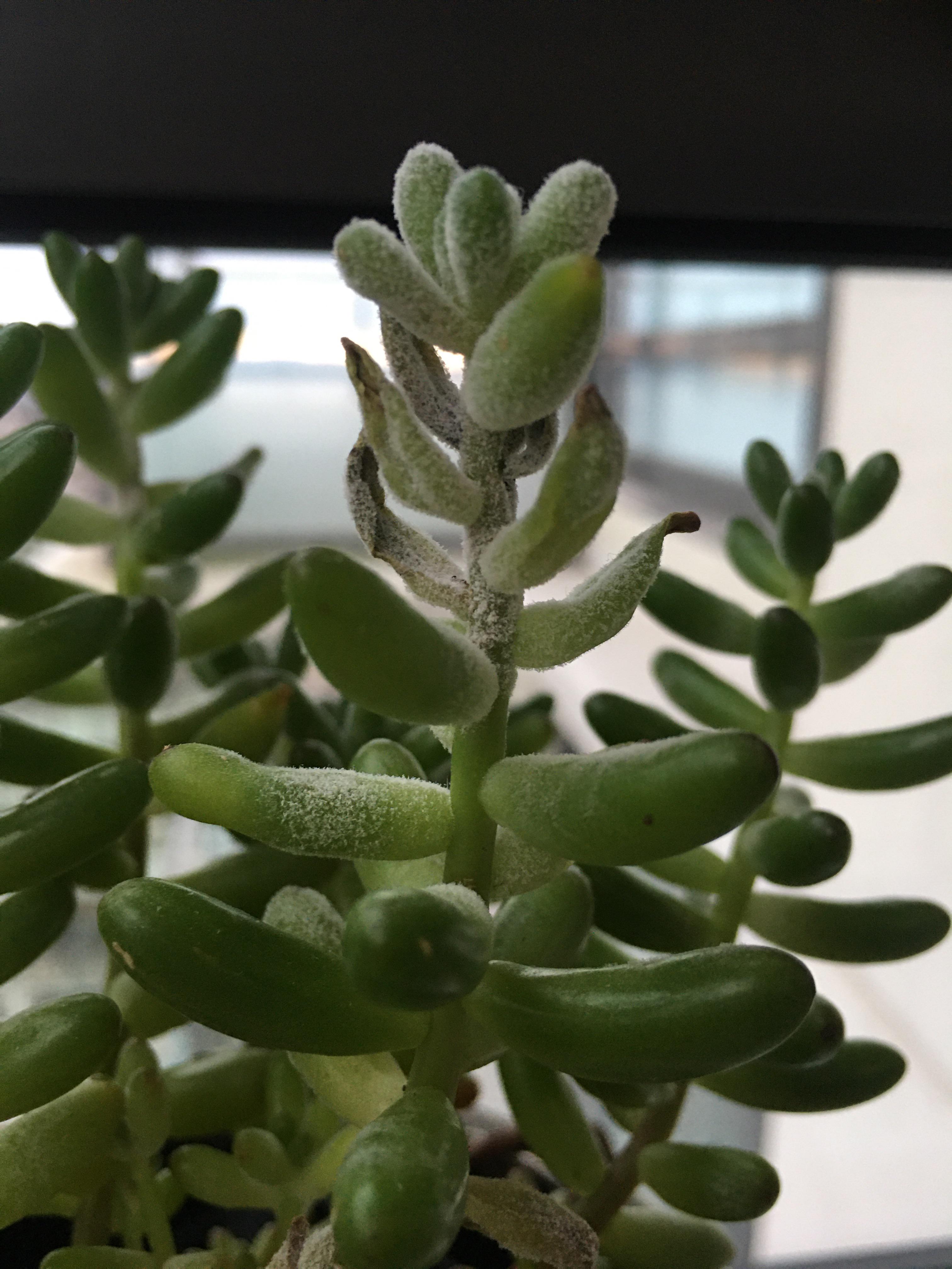 Why my jelly bean plant has these white cotton stuff on them? r