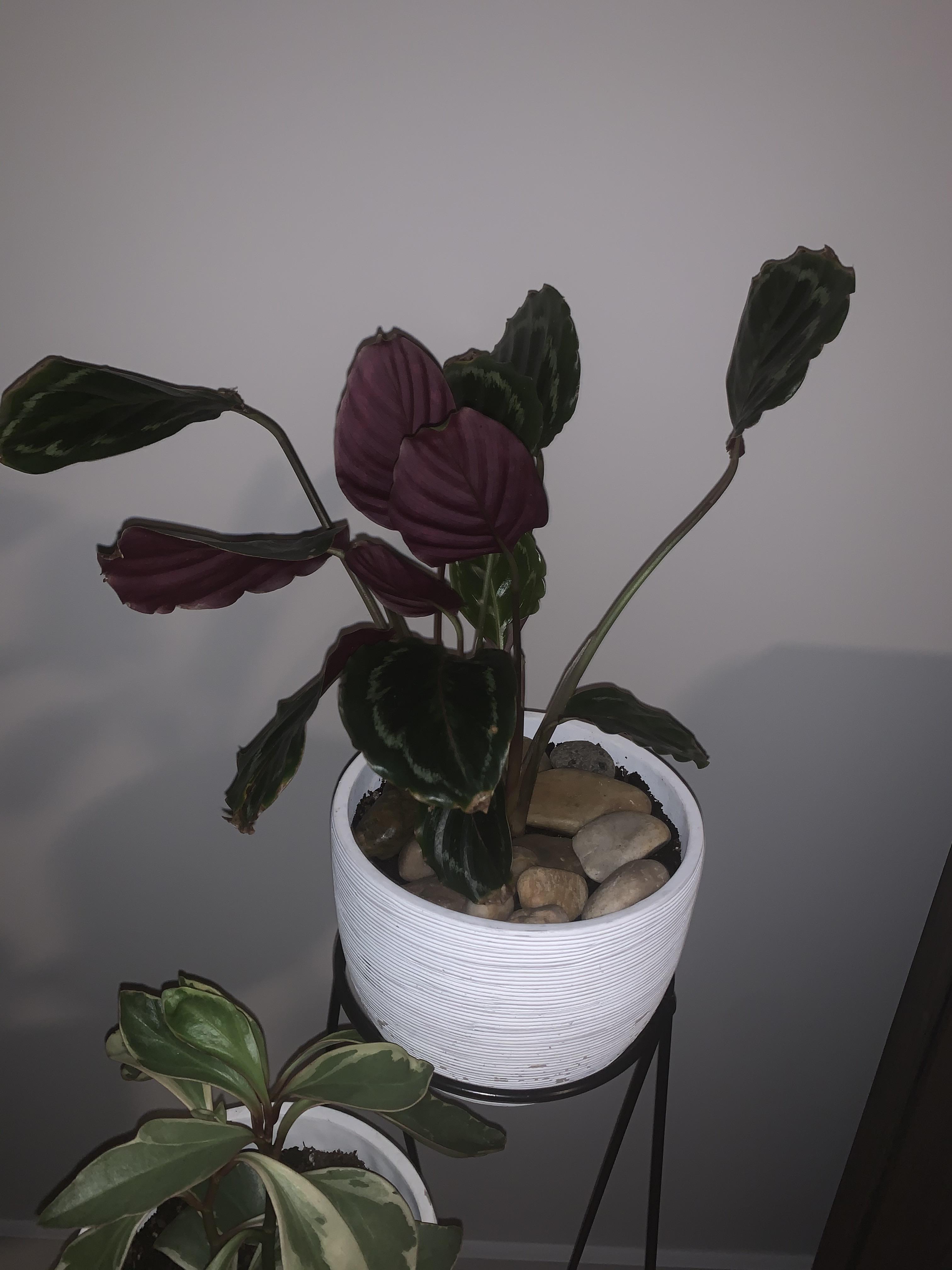 Prayer plant not praying? r/houseplants