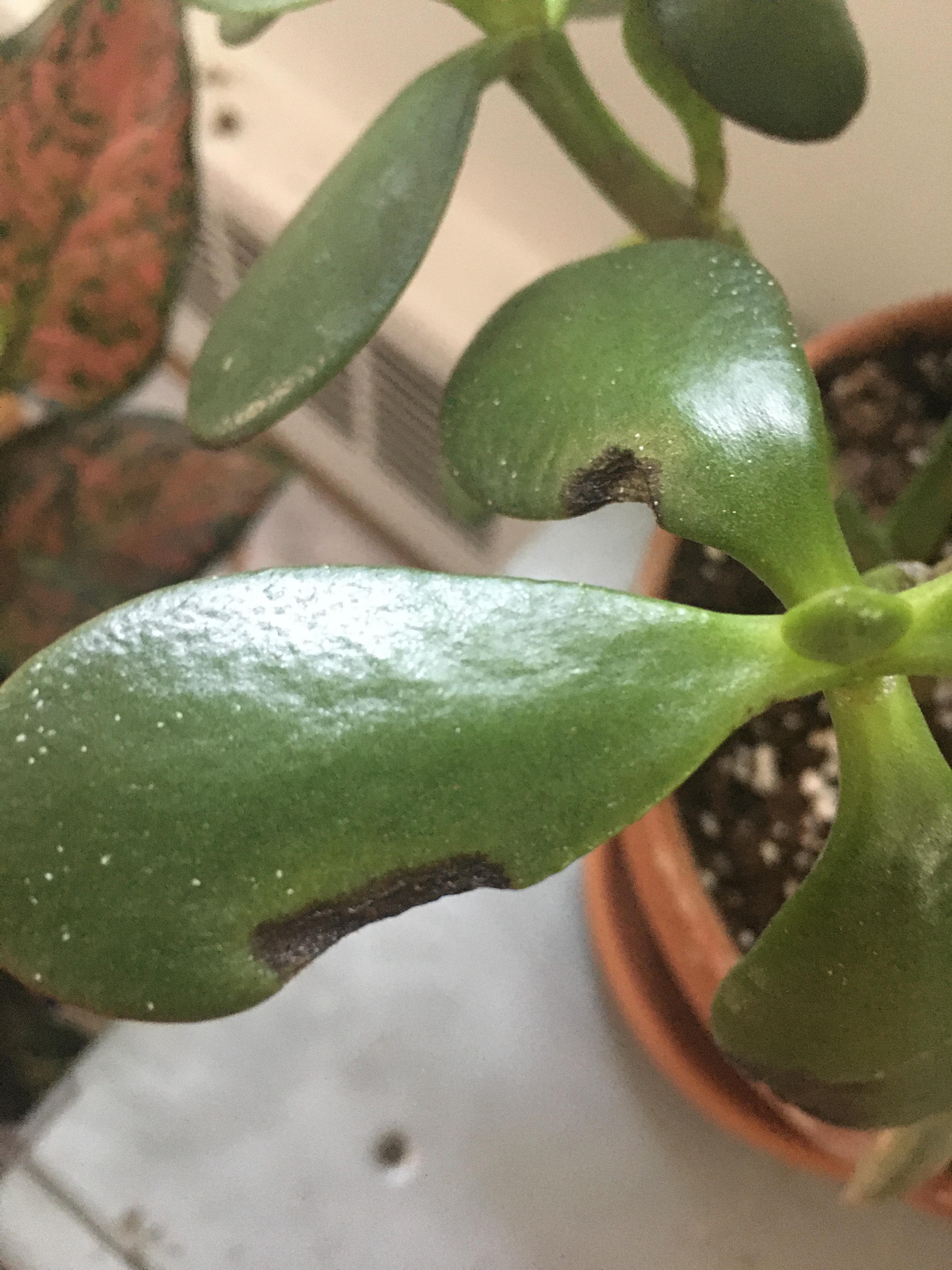 Black spots on Jade. I noticed spots on the stems, too could this be