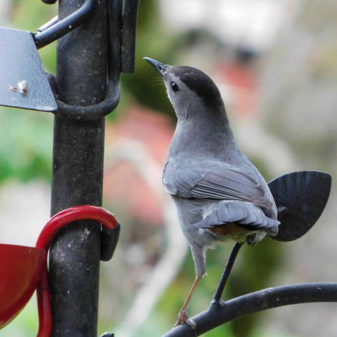 Gray Catbird in Dayton Ohio r/birding