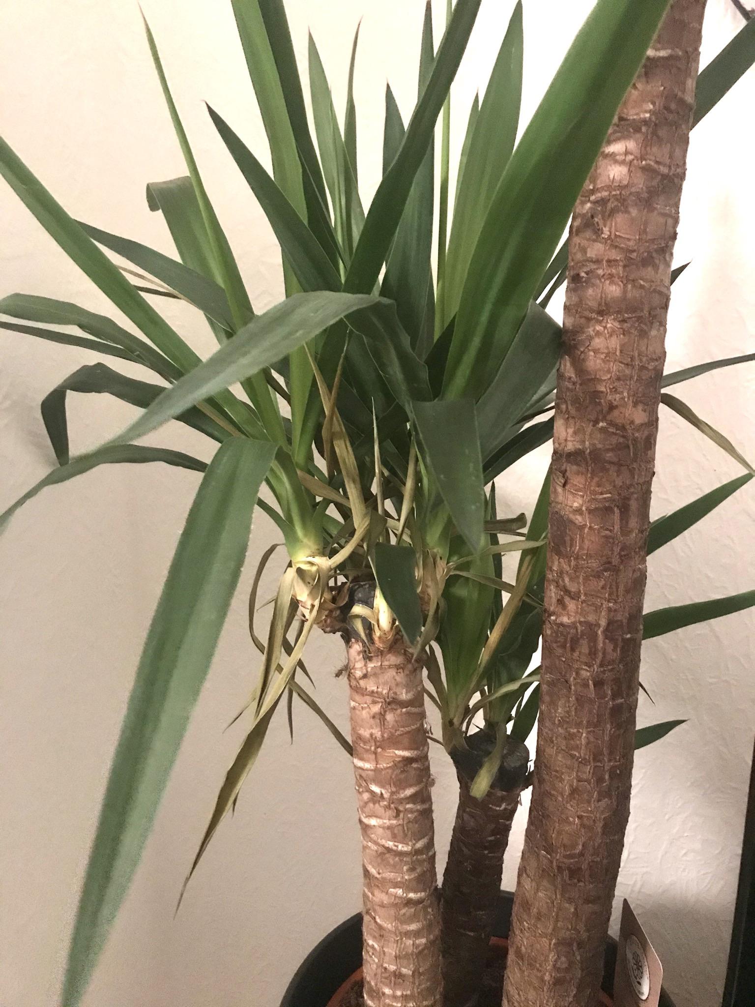 Got my hands on a Yucca a few months ago but the leaves are drying out