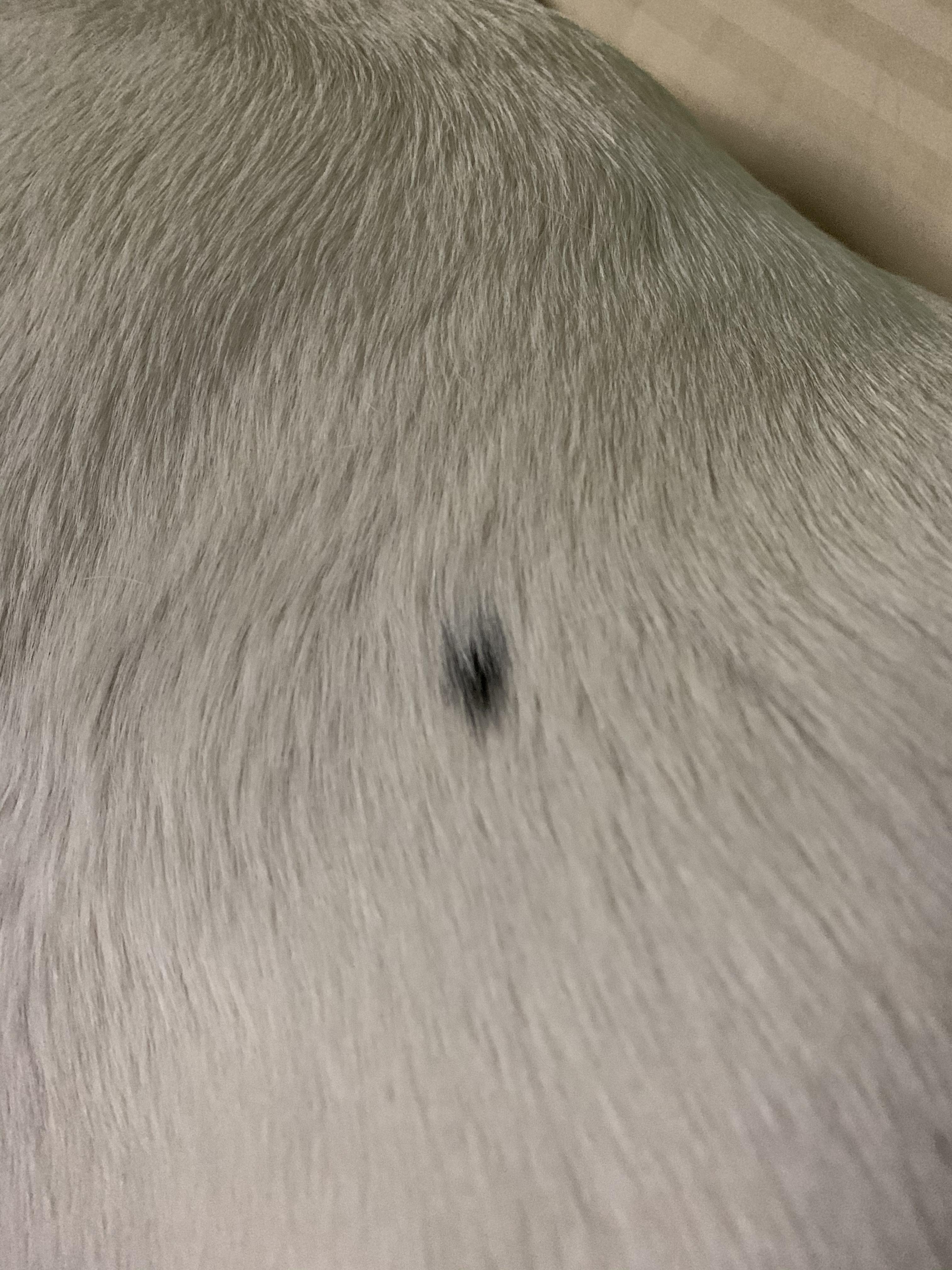 “Yellow” lab with black mismark r/labrador