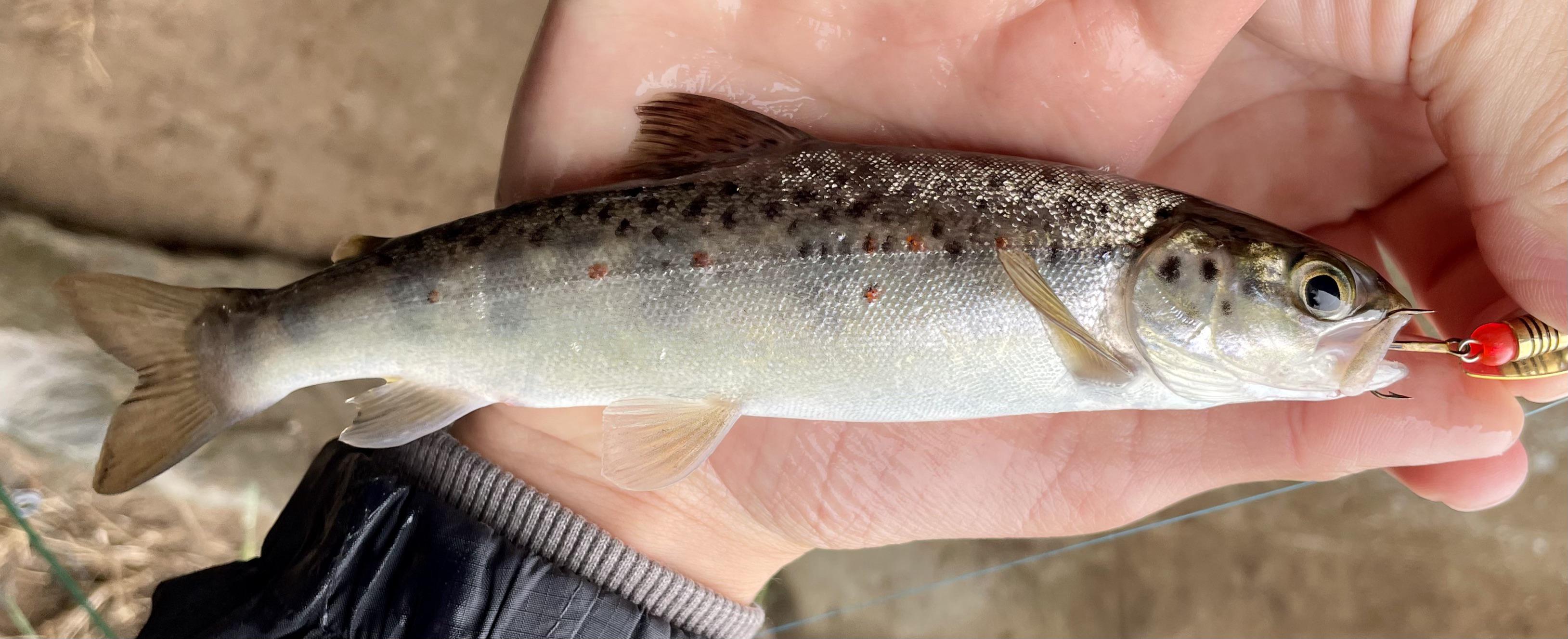 Caught this absolutely beautiful salmon parr while trout fishing today