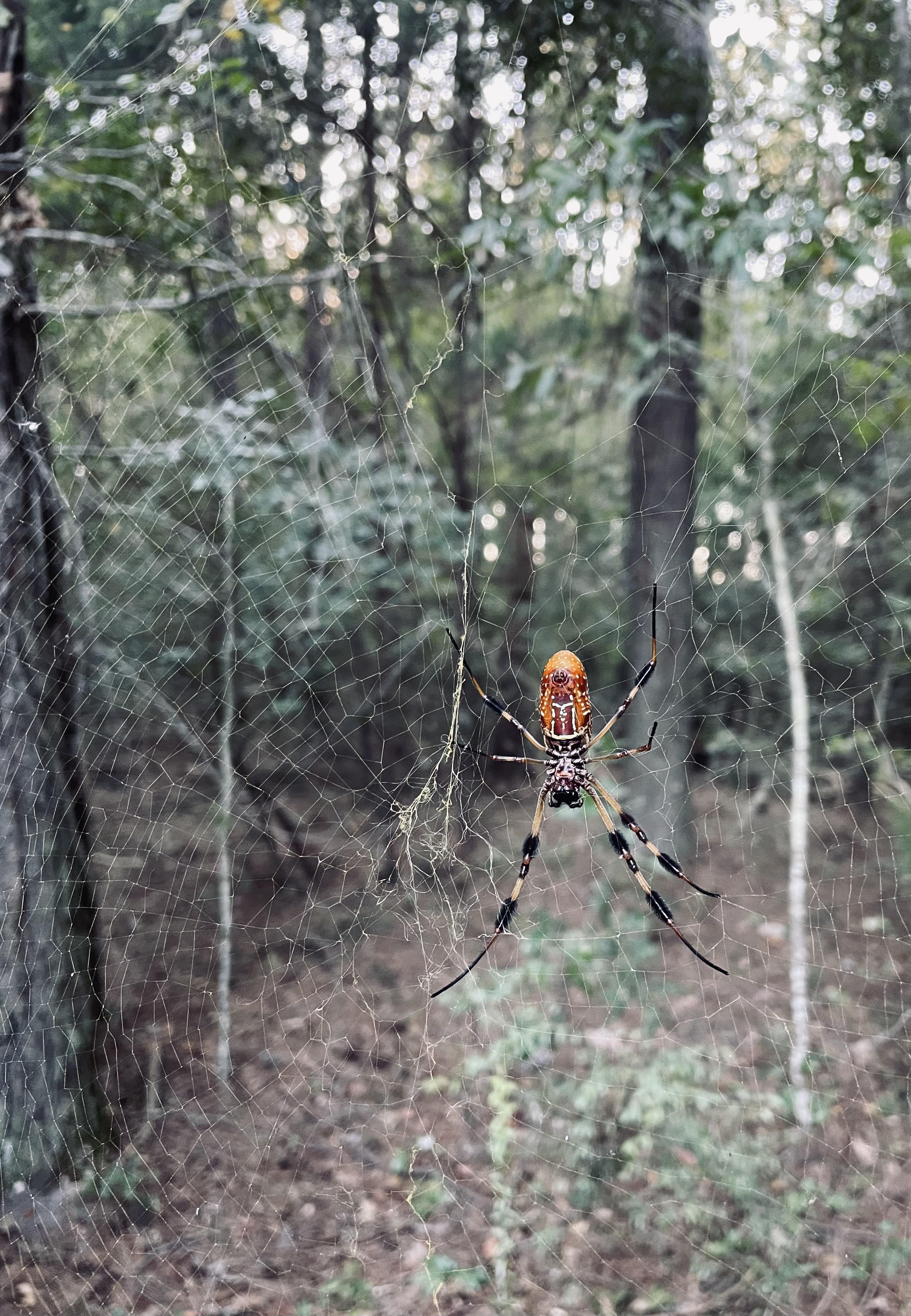 Beautiful spider found in a Mississippi cemetery r/spiders