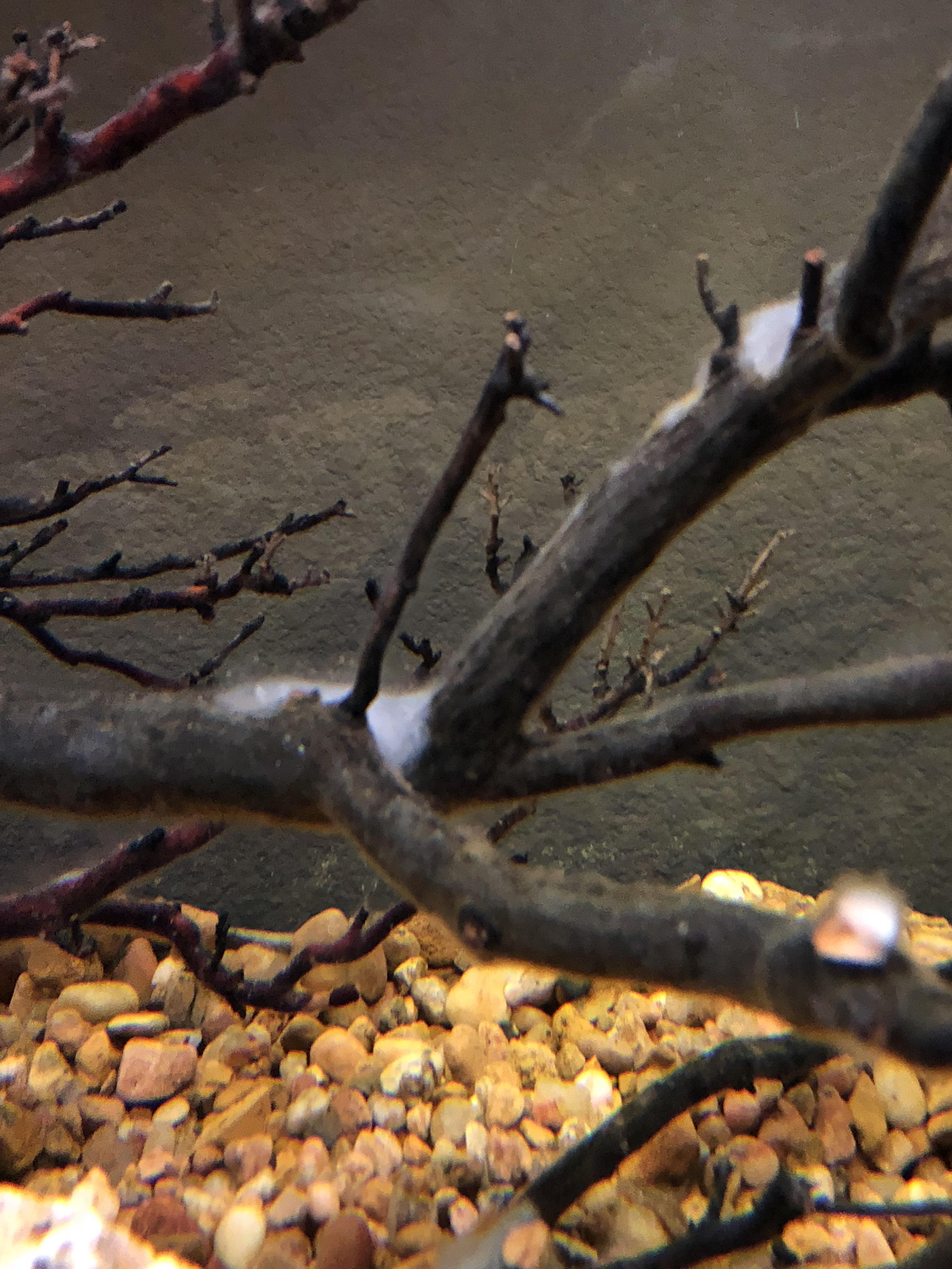 What is this white film growing on my driftwood? Is it harmful? How