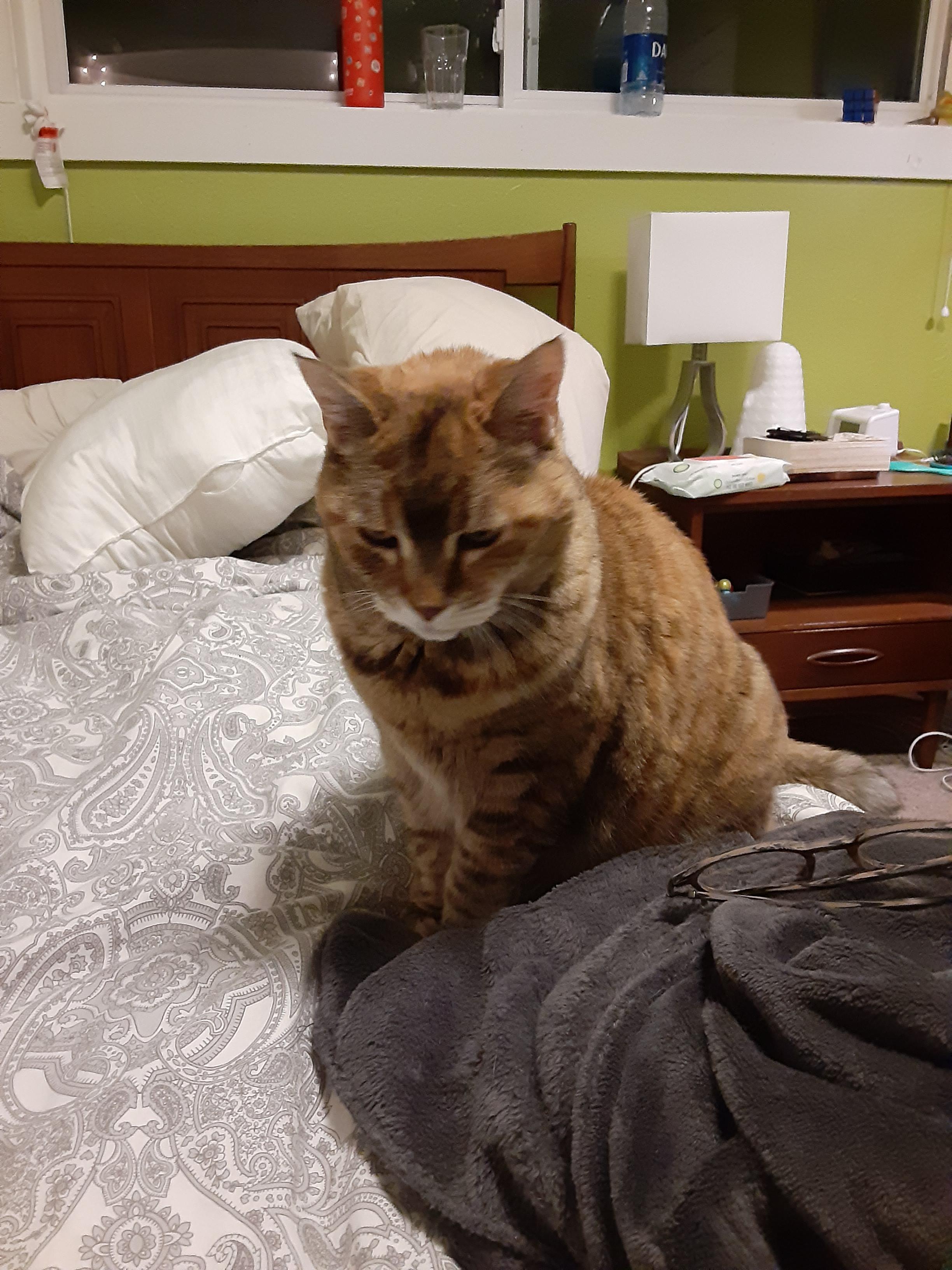 Does My Cat Have Lung Cancer Tumors Of The Skin In Cats Cat Owners