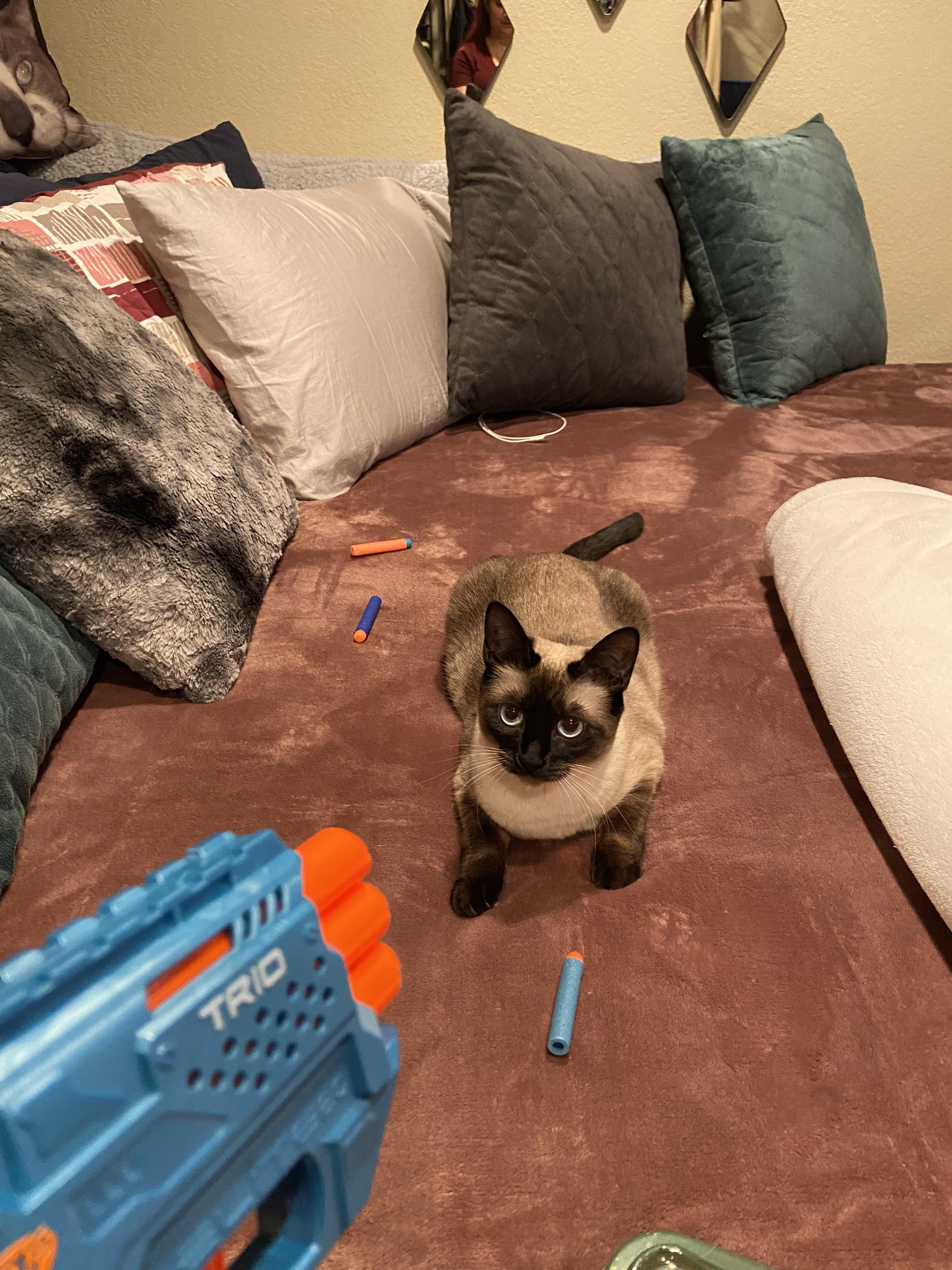 Has anyone else discovered that cats go crazy for nerf guns?? They also have versions with balls