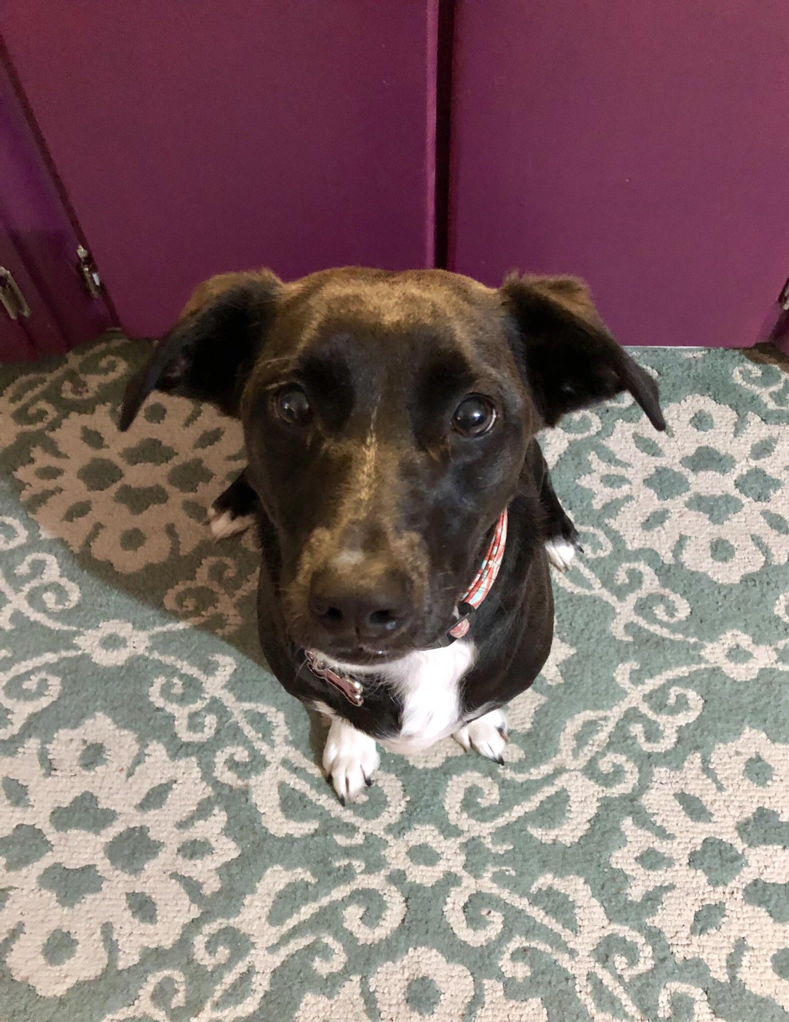 Wisdom Panel came in, looks like May belongs here! Lab/Rat Terrier/misc