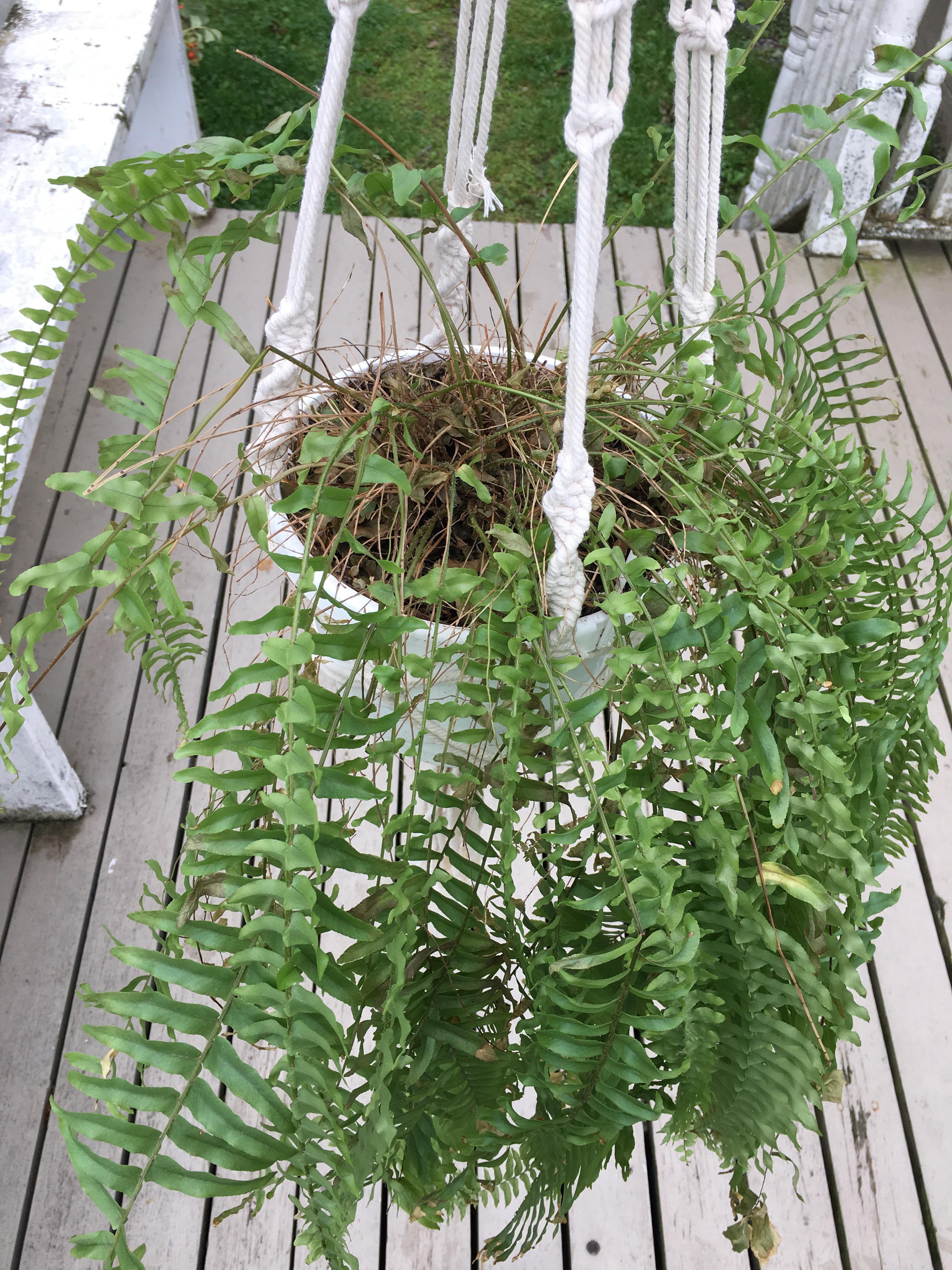 My Boston fern recently had a bunch of leaves turn brown and fall off