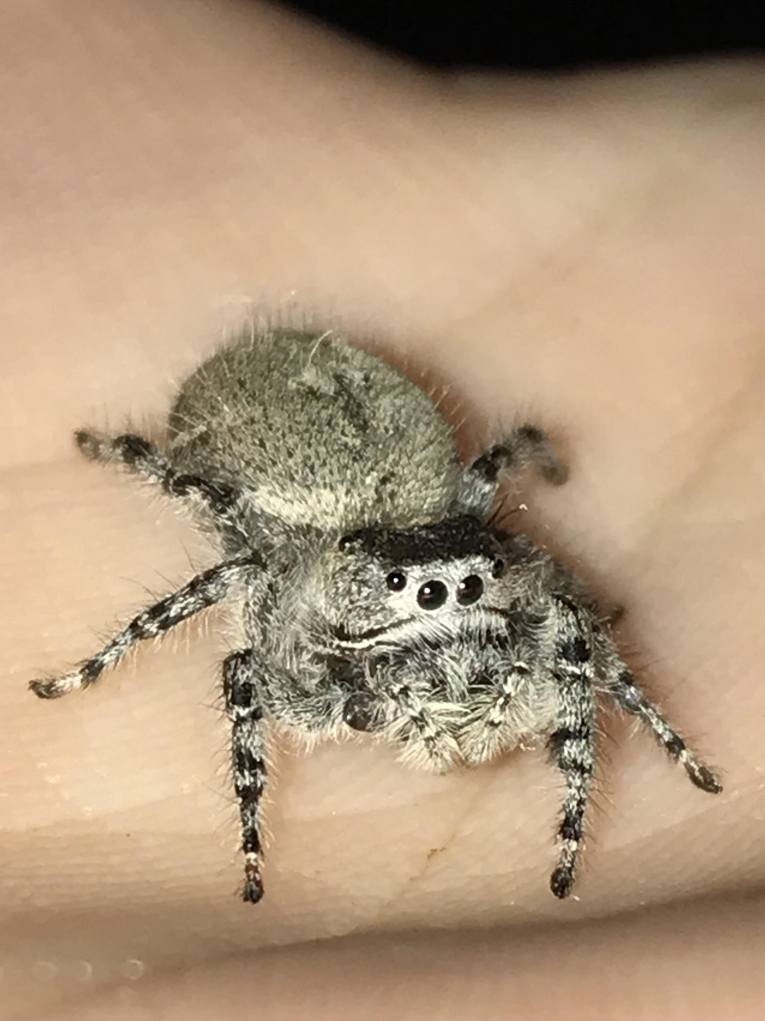 ID for this jumper? (San Diego, California) r/spiders
