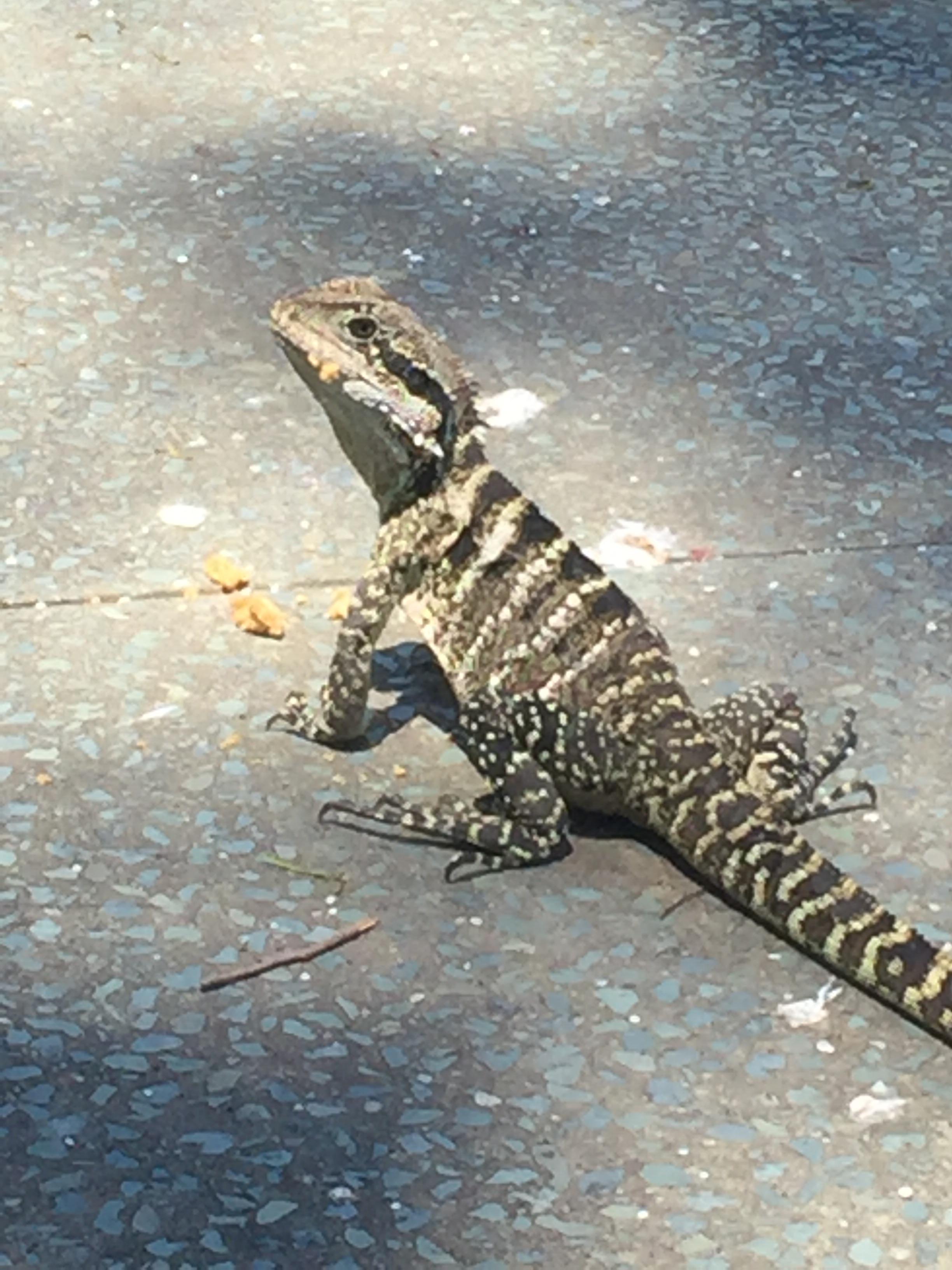 Can anyone ID this type of lizard (?) spotted in Brisbane Australia